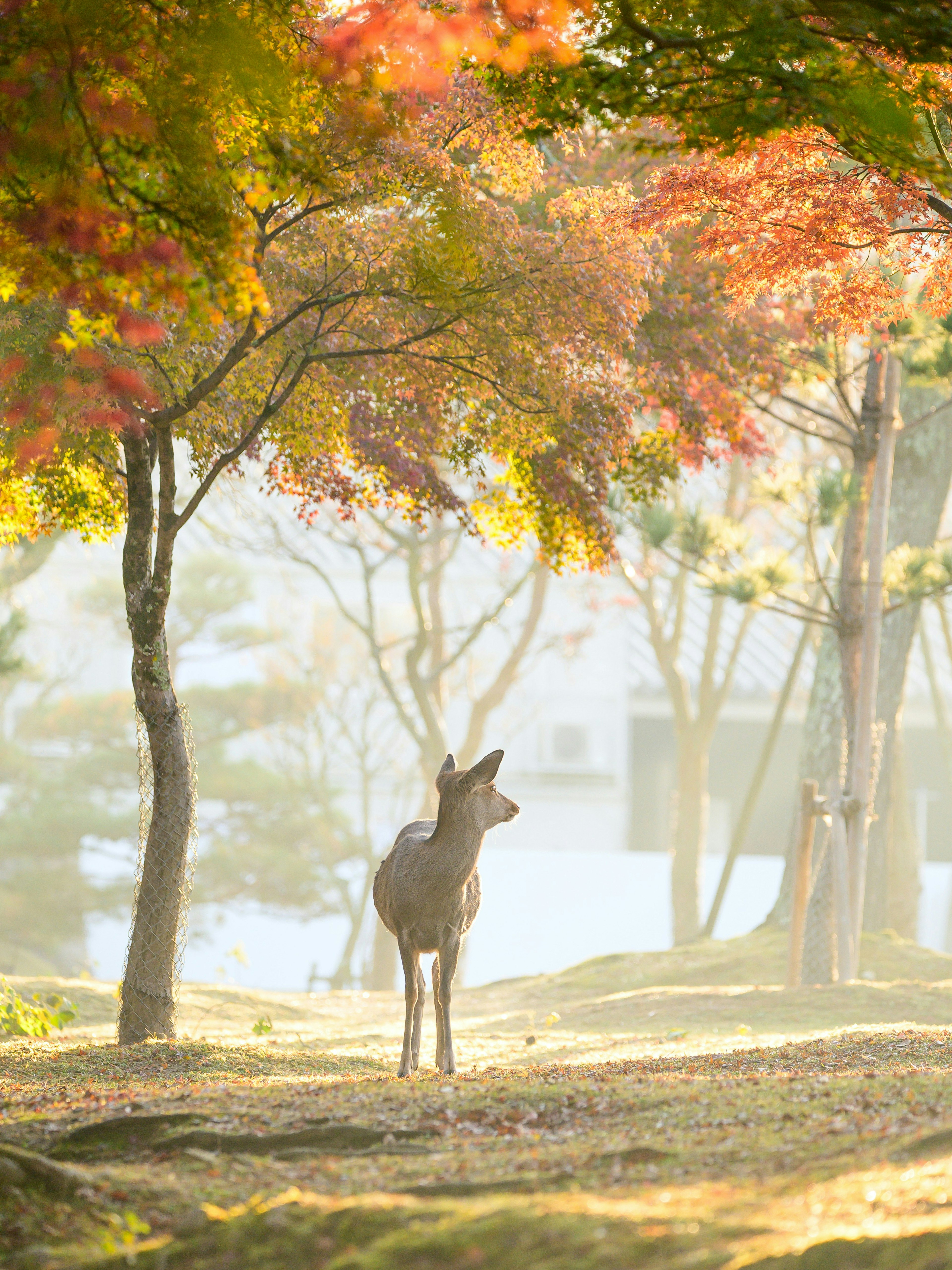 city-nara-cover-image