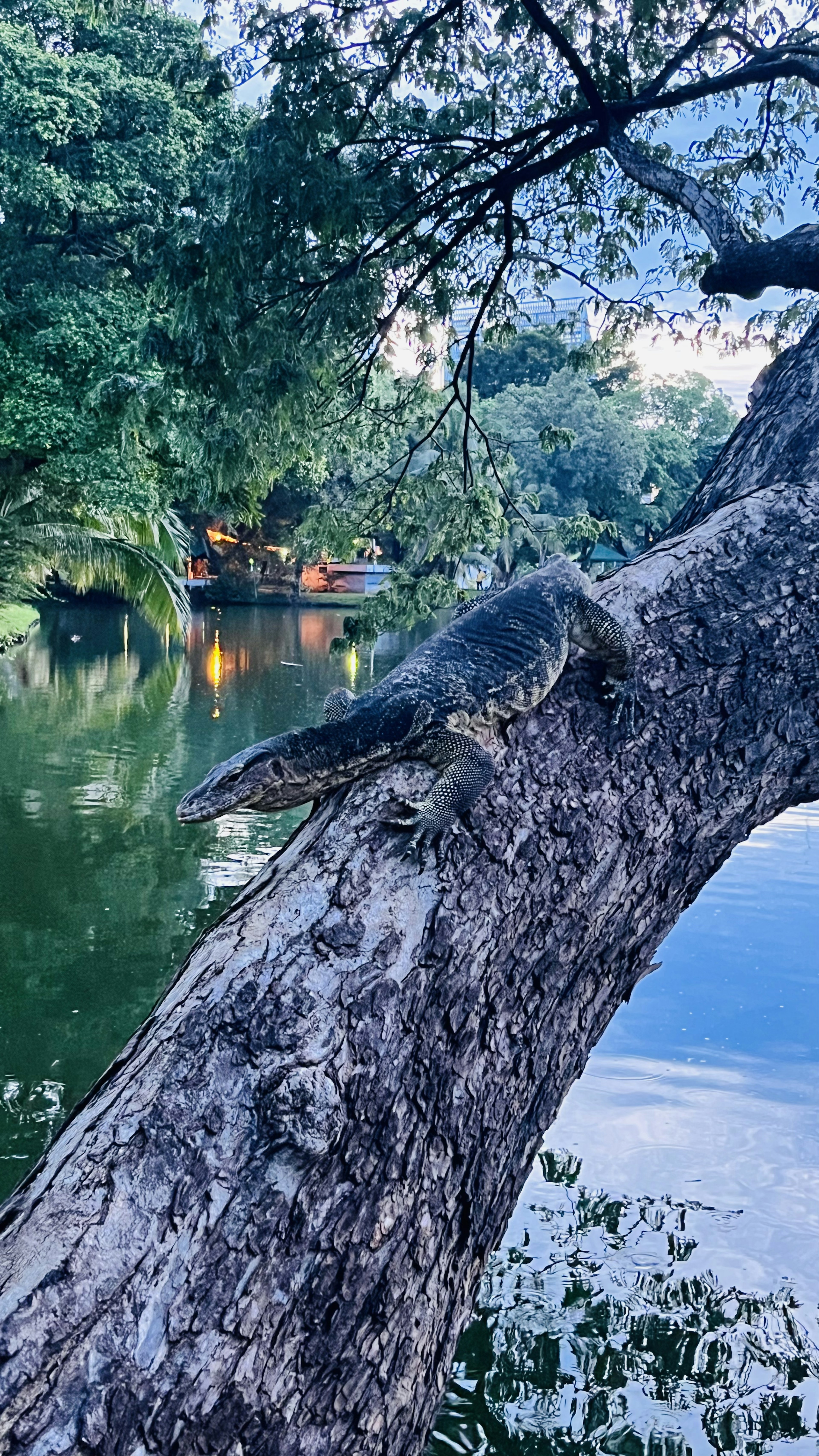 Coccodrillo sdraiato su un albero vicino all'acqua vegetazione lussureggiante e superficie d'acqua calma