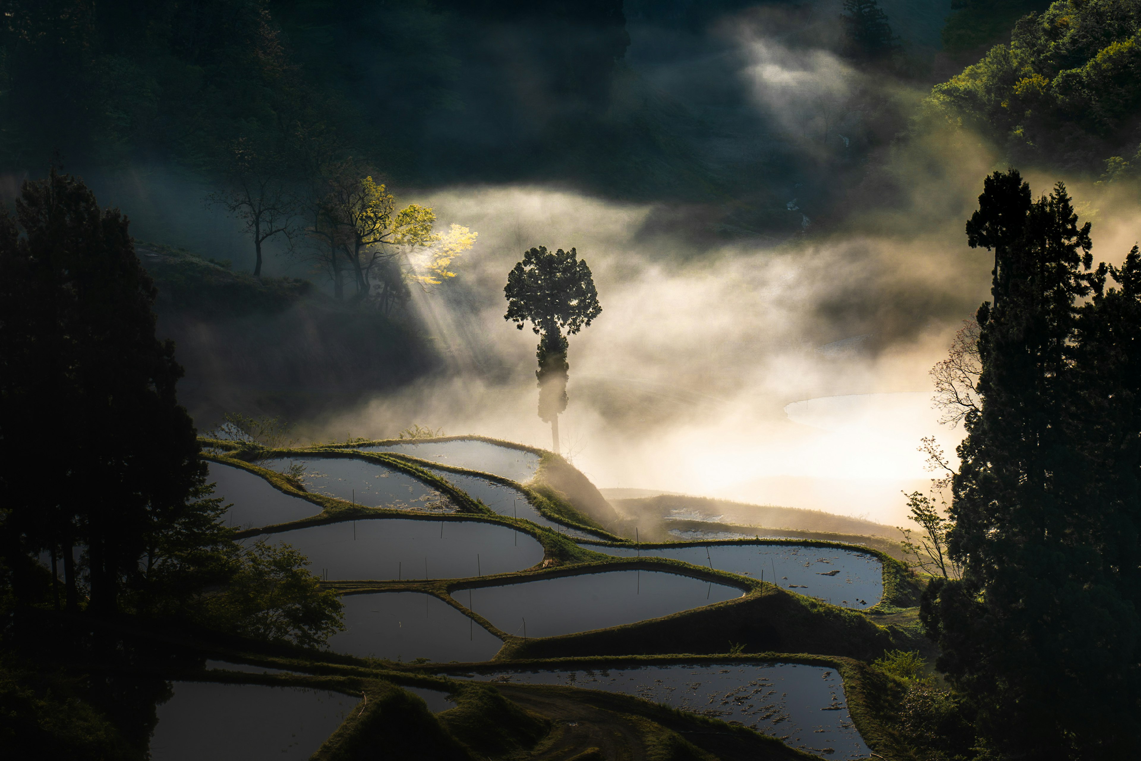 Ein einzelner Baum umgeben von Nebel über Terrassenreisfeldern und üppigem Grün