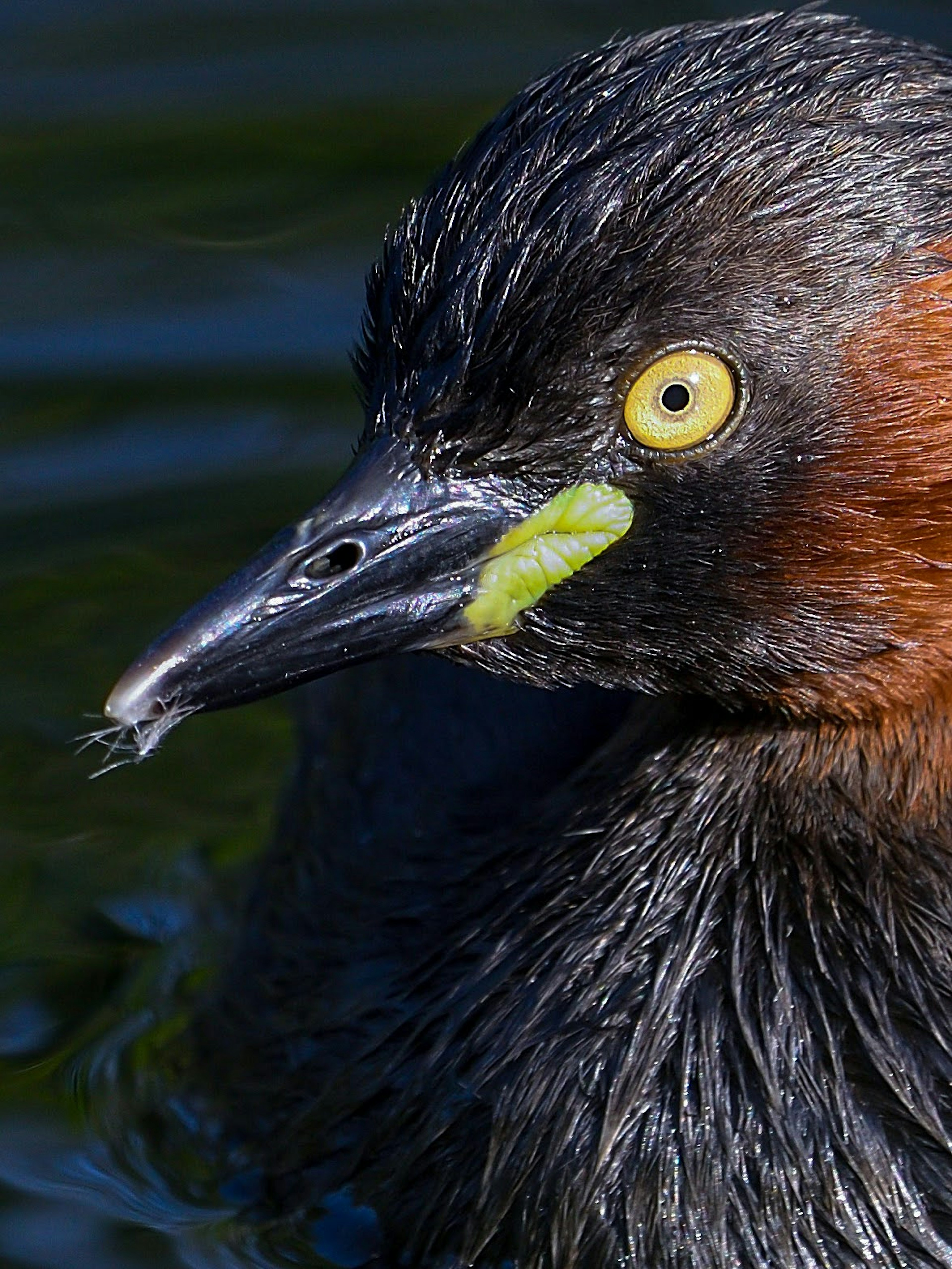 Primo piano di un piccolo uccello che galleggia sull'acqua con occhi gialli brillanti e piume bagnate