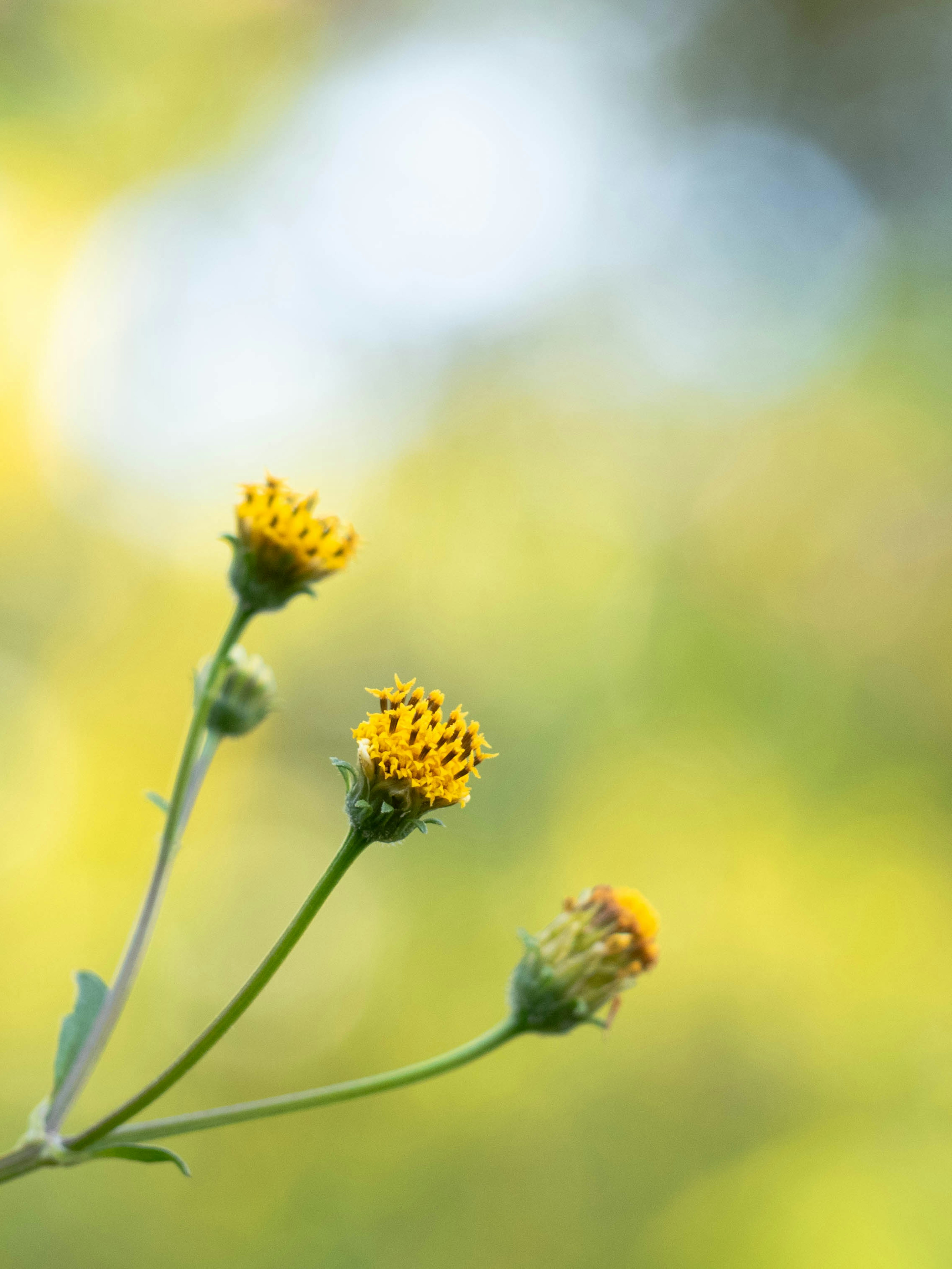 Close-up of yellow flowers on a green stem with a blurred green background