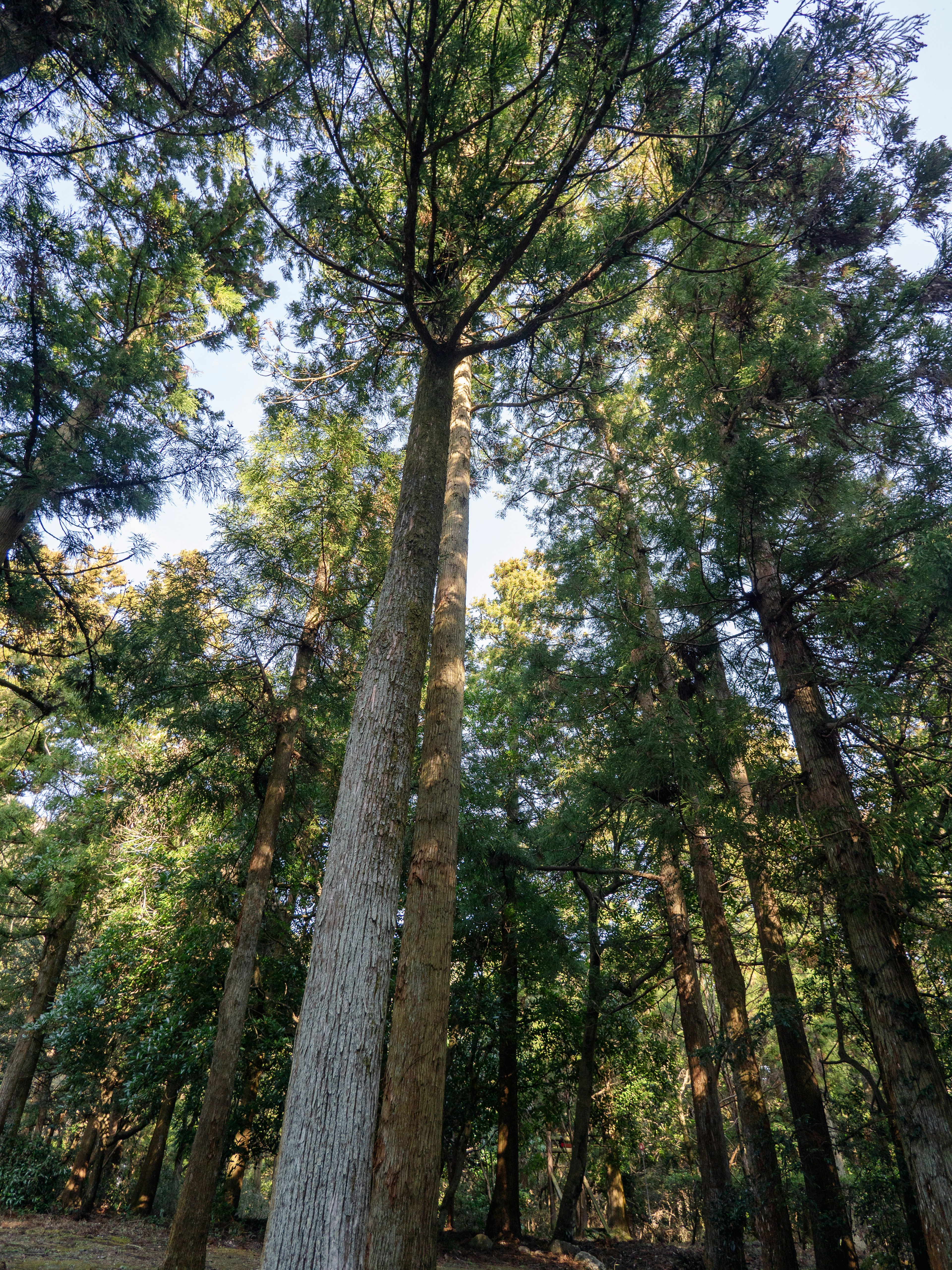 Pohon tinggi dikelilingi oleh pepohonan hijau di hutan