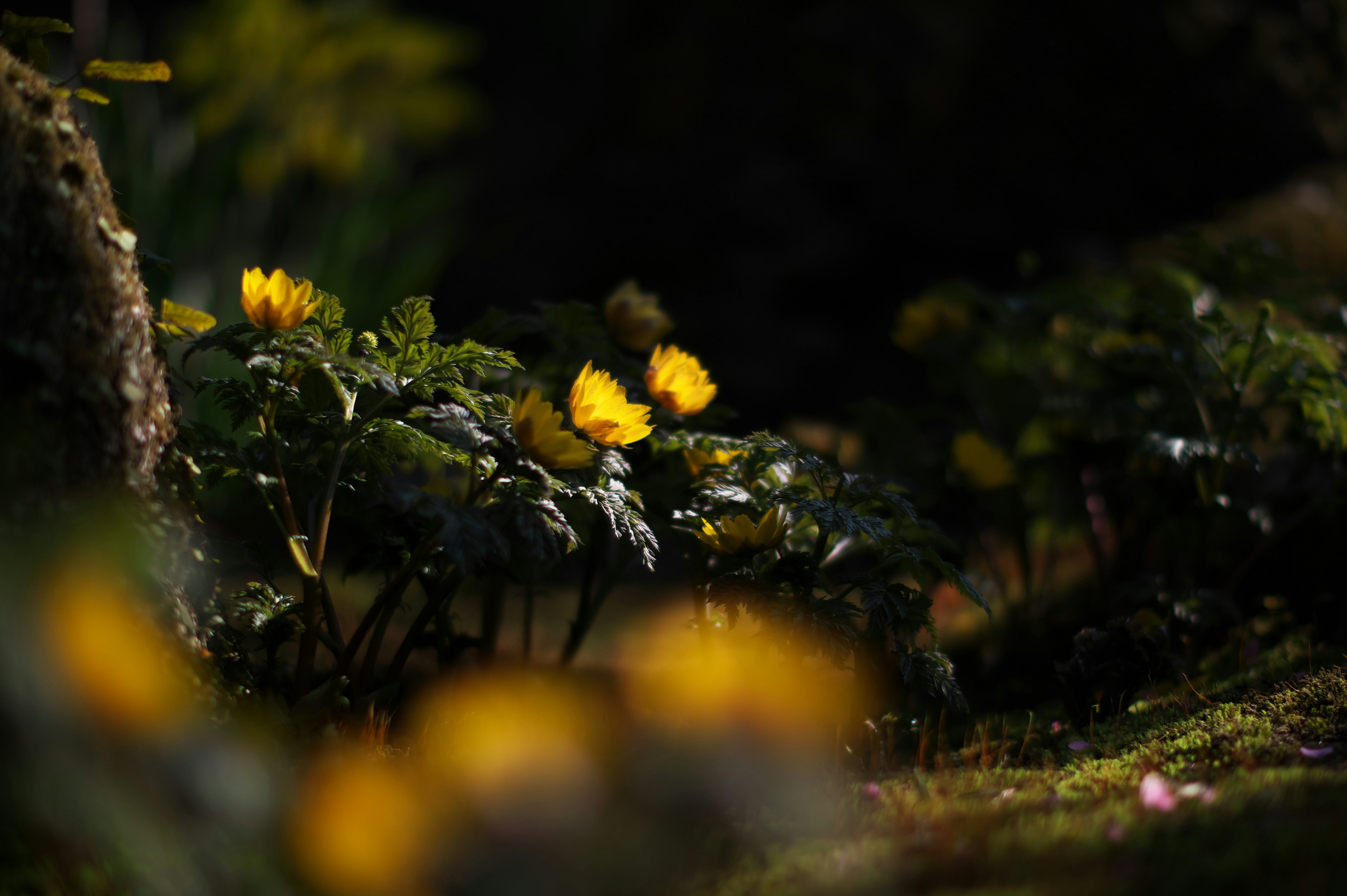 暗い背景の中に鮮やかな黄色の花が咲いている緑の植物