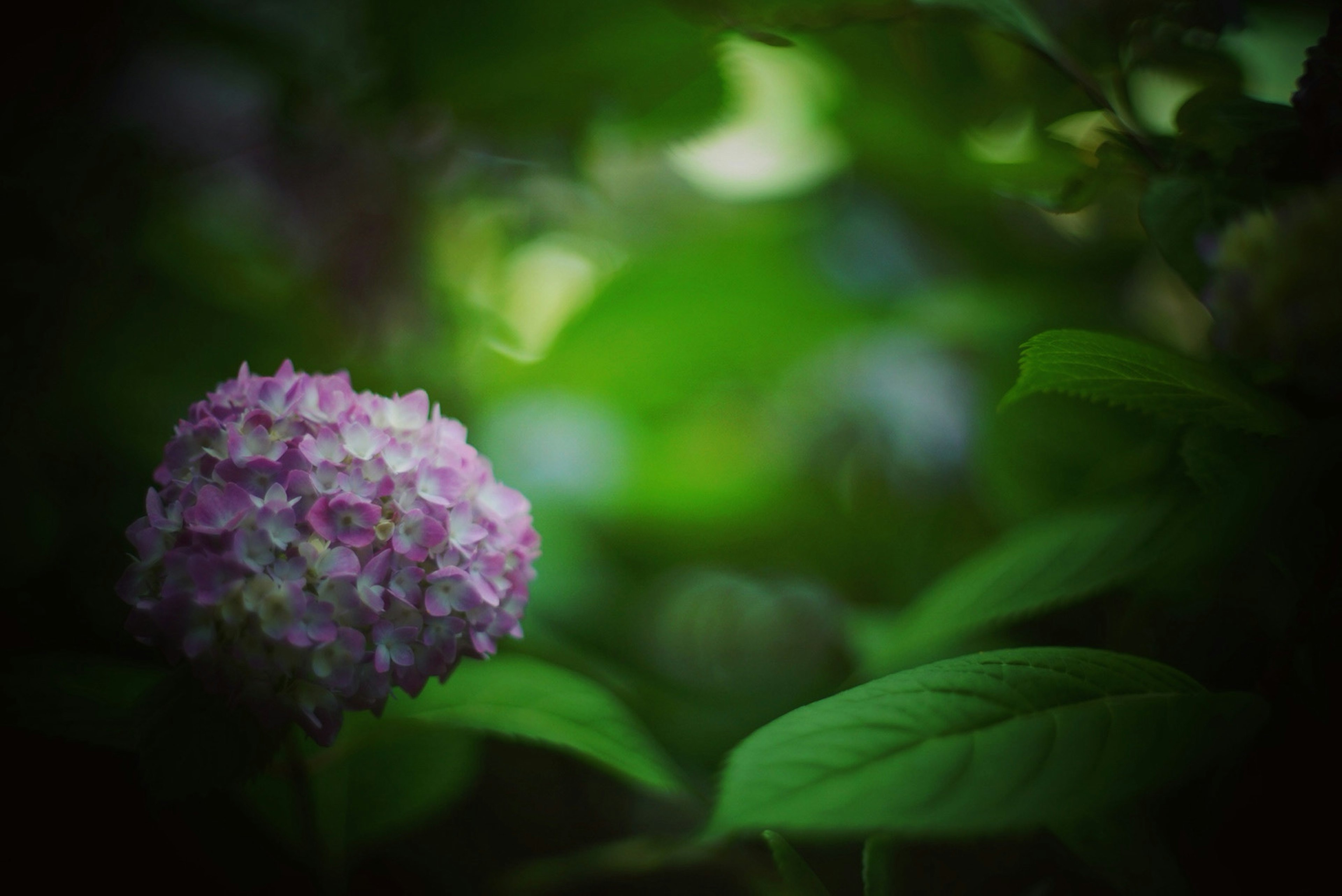 Eine rosa Blume blüht zwischen üppigem grünem Laub