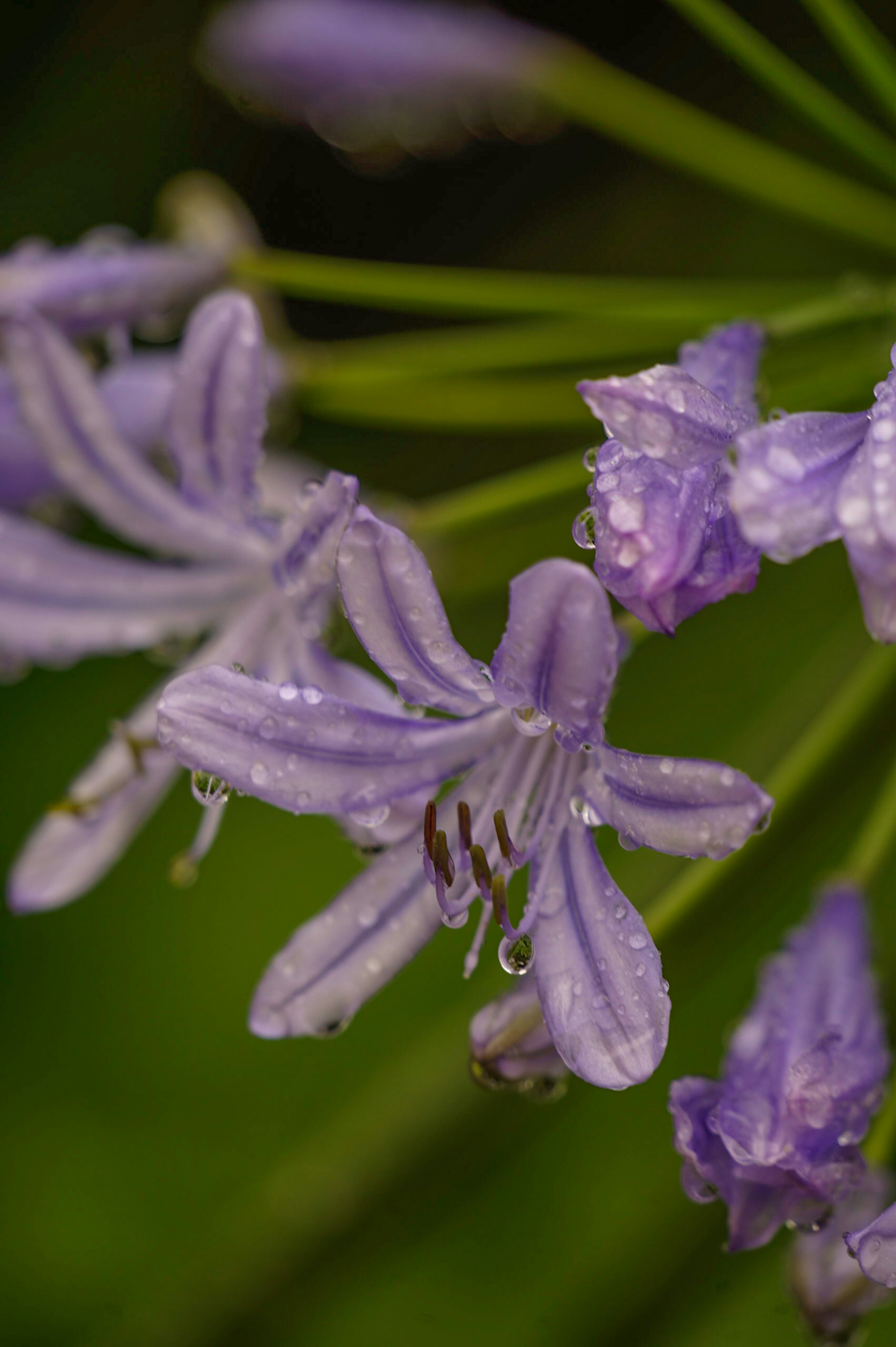 Lila Blumen mit Wassertropfen vor grünem Hintergrund