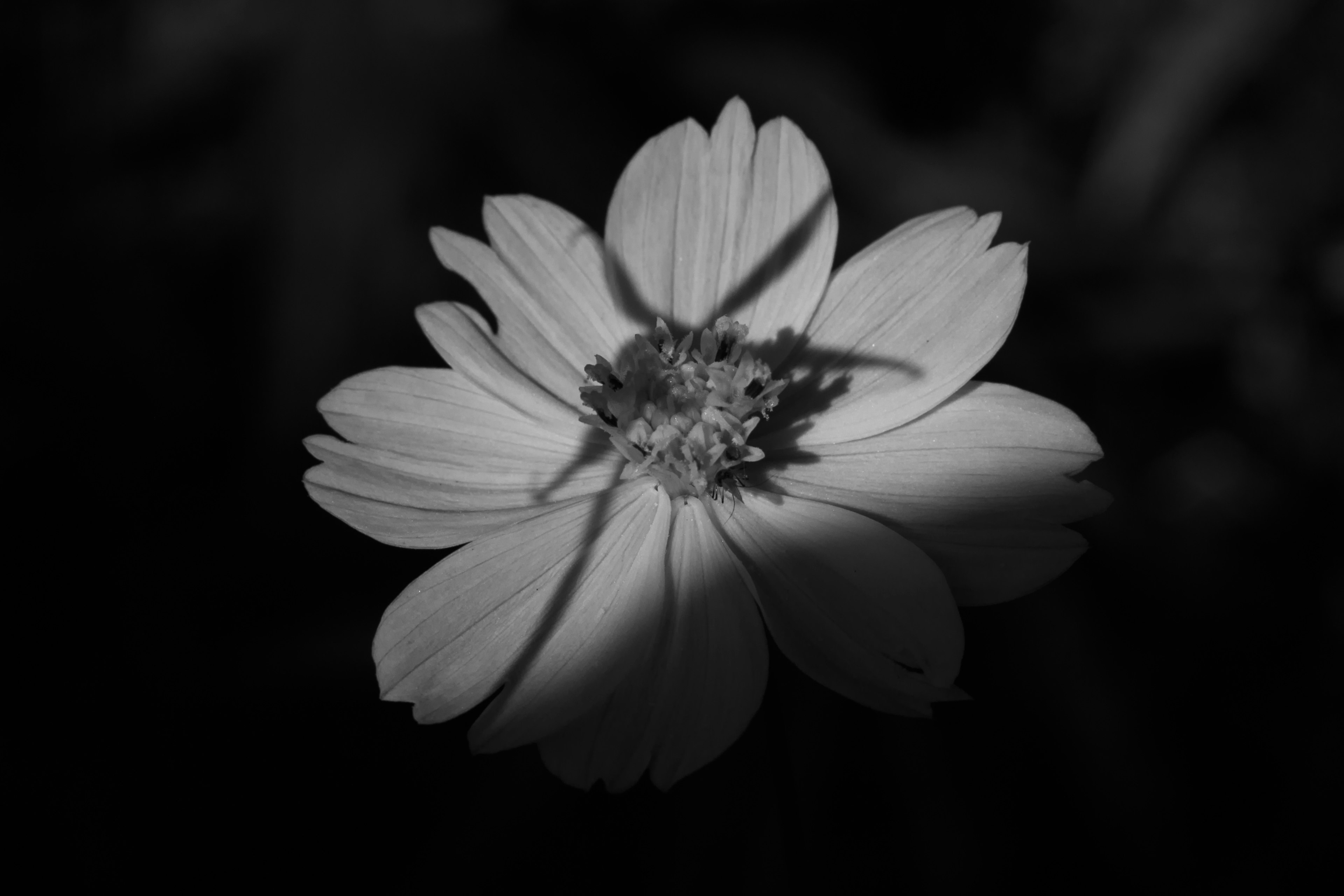 Black and white image of a white flower highlighting intricate petal details