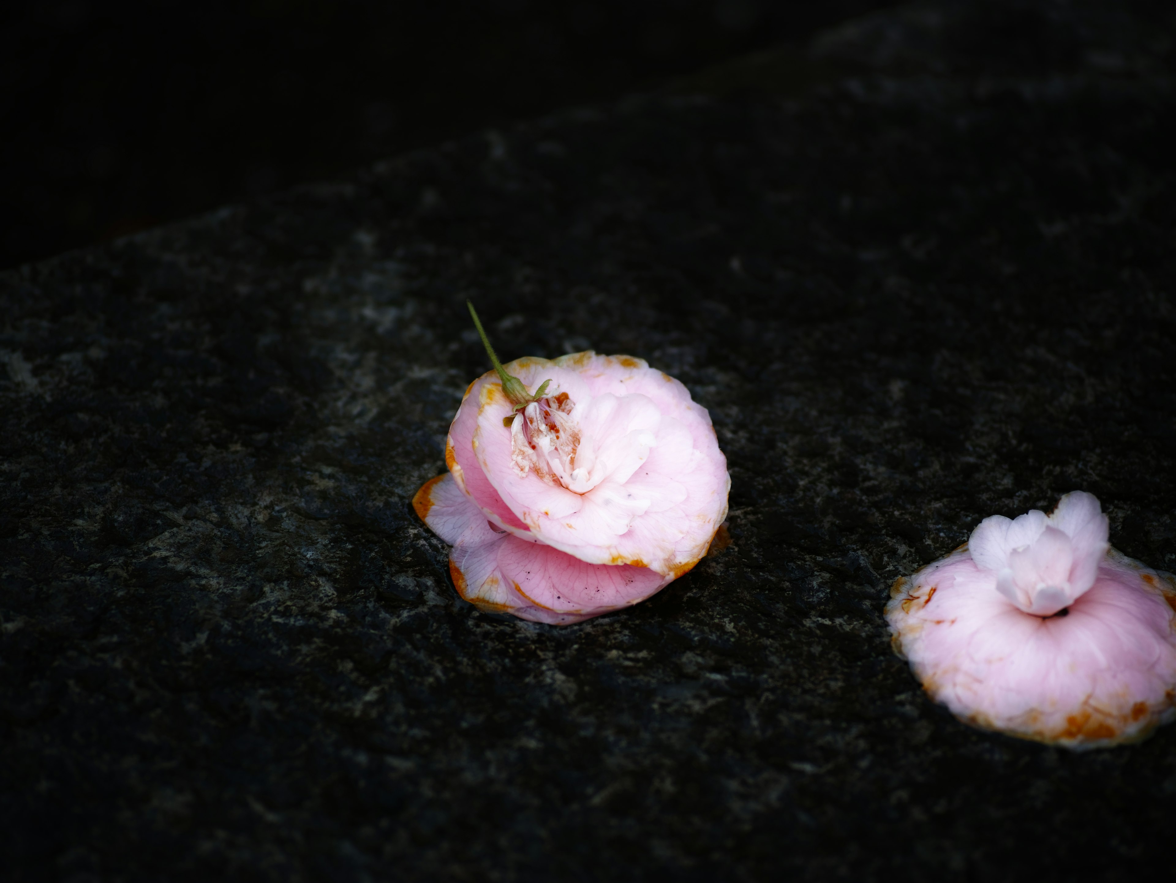 Gambar menunjukkan kelopak bunga pink halus jatuh di permukaan gelap