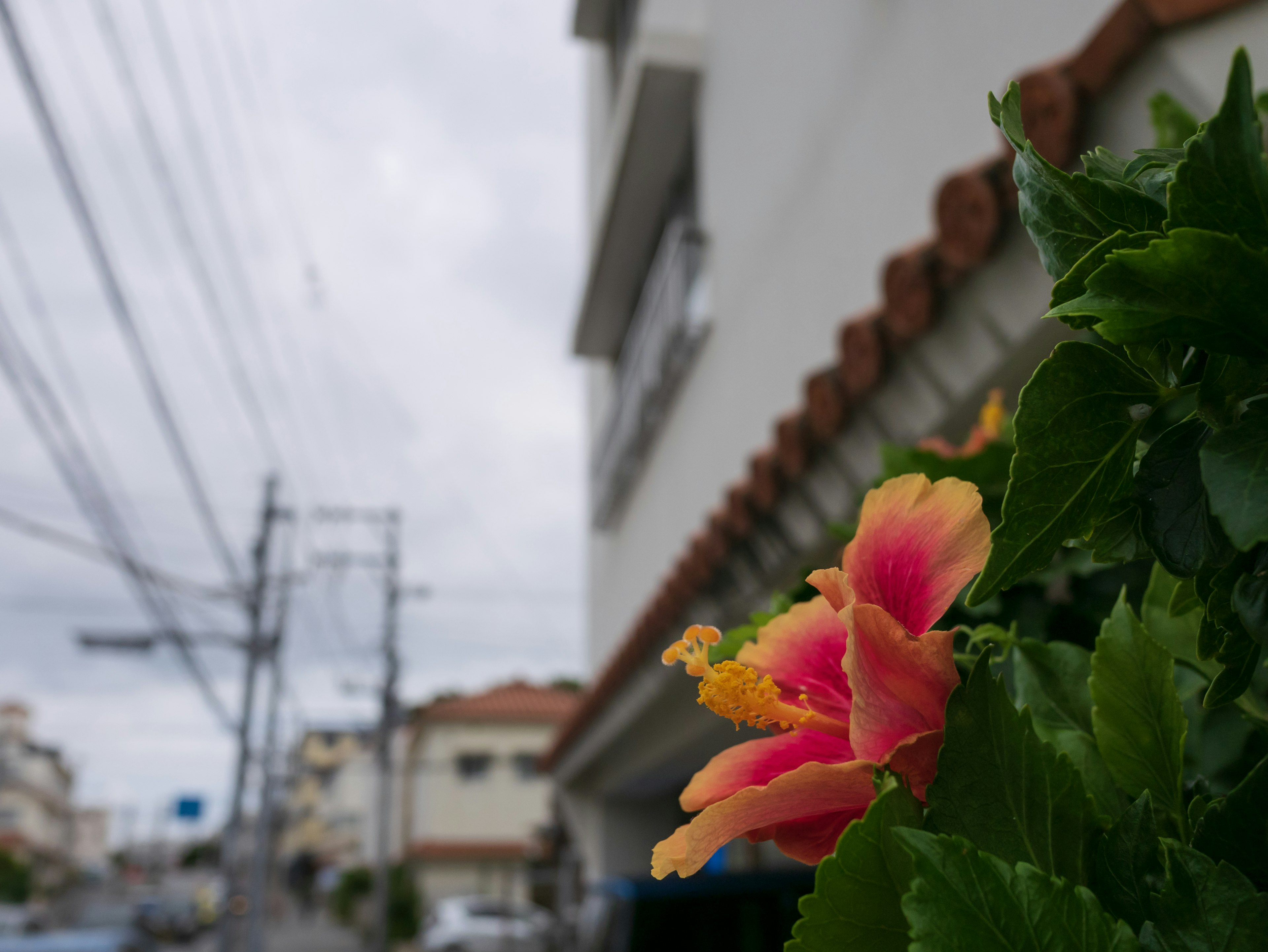 Bunga hibiscus yang cerah mekar dengan langit mendung dan bagian bangunan di latar belakang