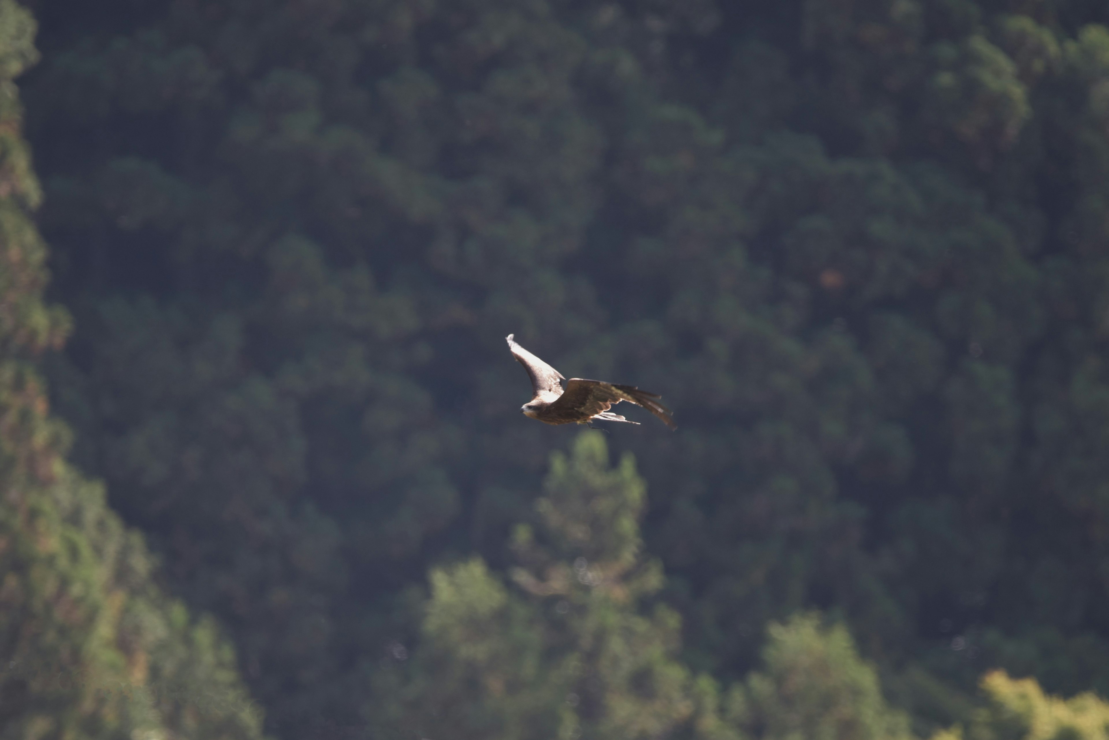 Vogel fliegt am Himmel mit grünem Hintergrund