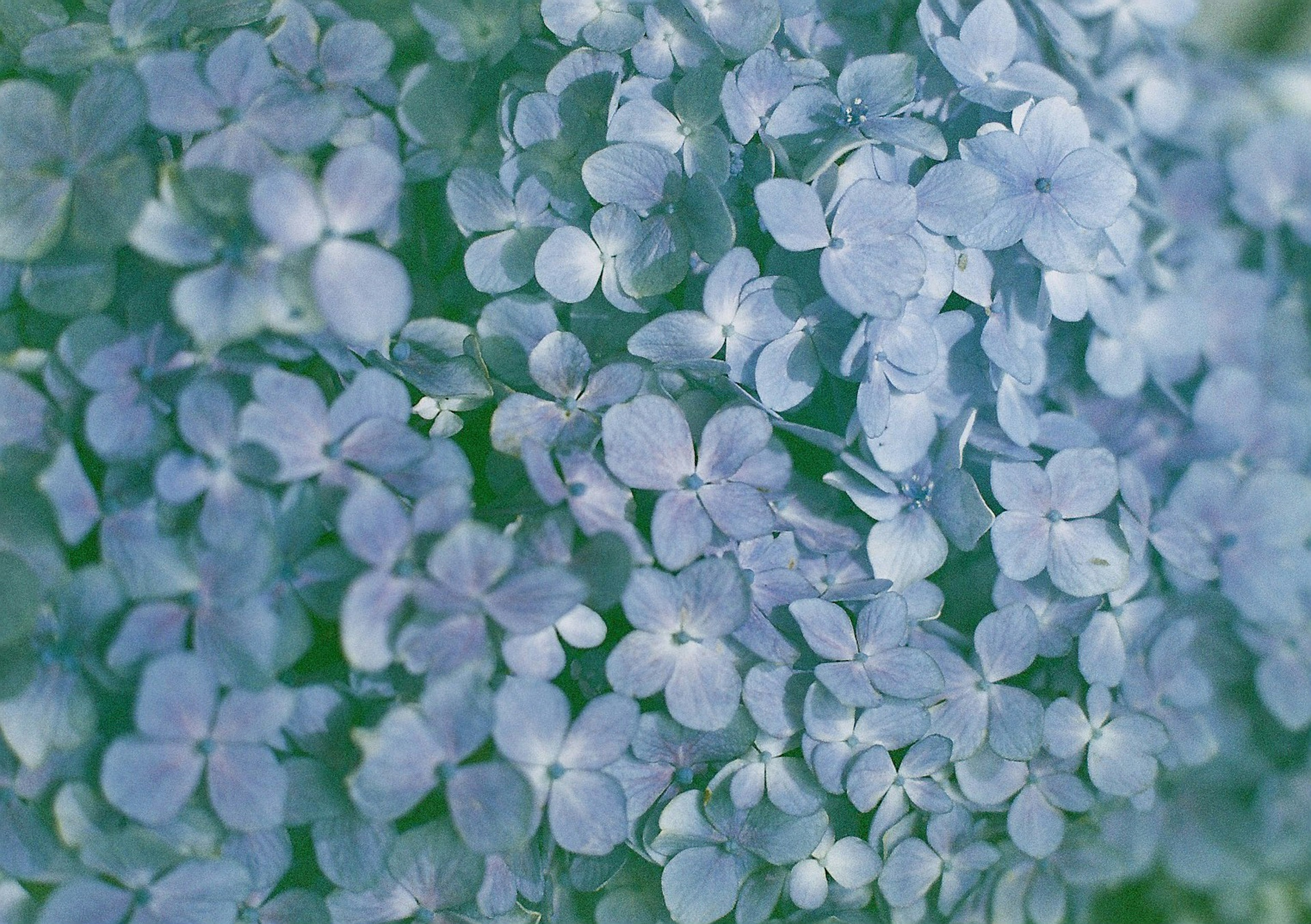 Acercamiento de hermosos racimos de flores azules