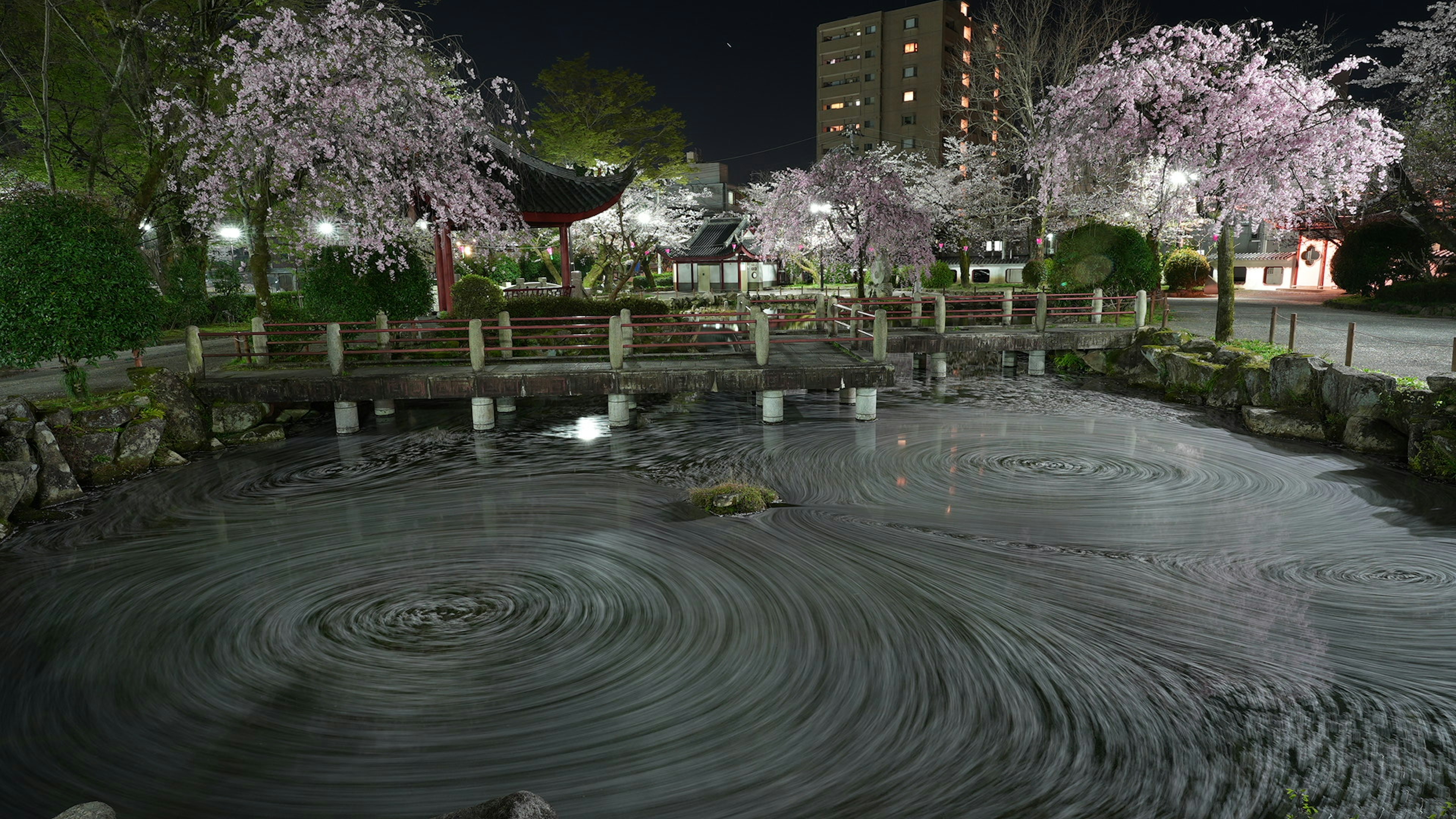 Night scene of a park pond with cherry blossoms and a bridge