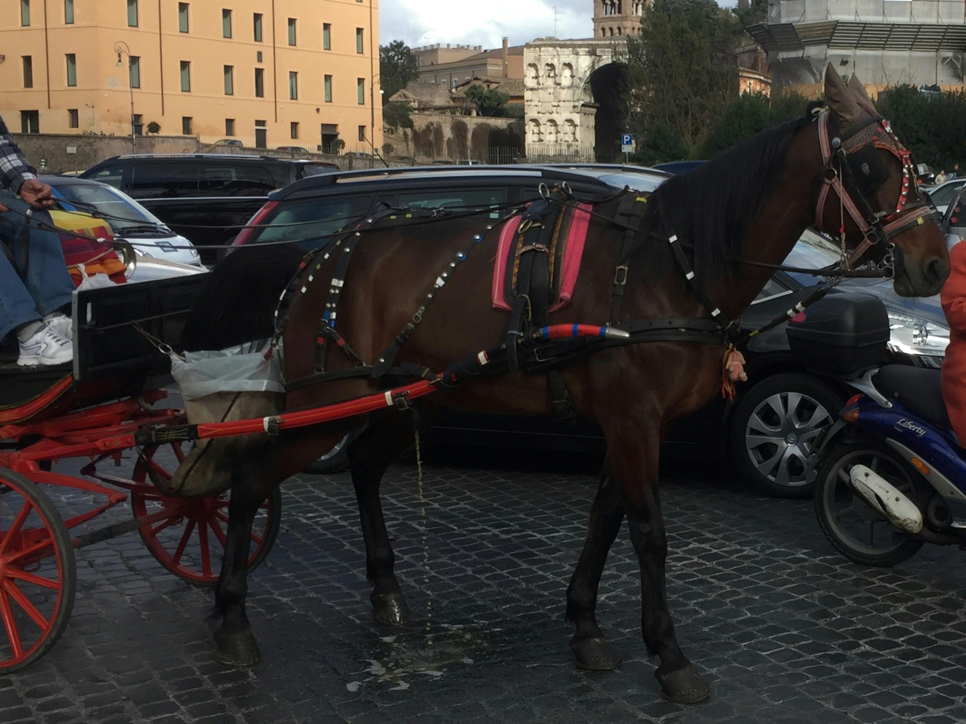 一匹馬拉著馬車，穿著紅色馬具在繁忙的街道上