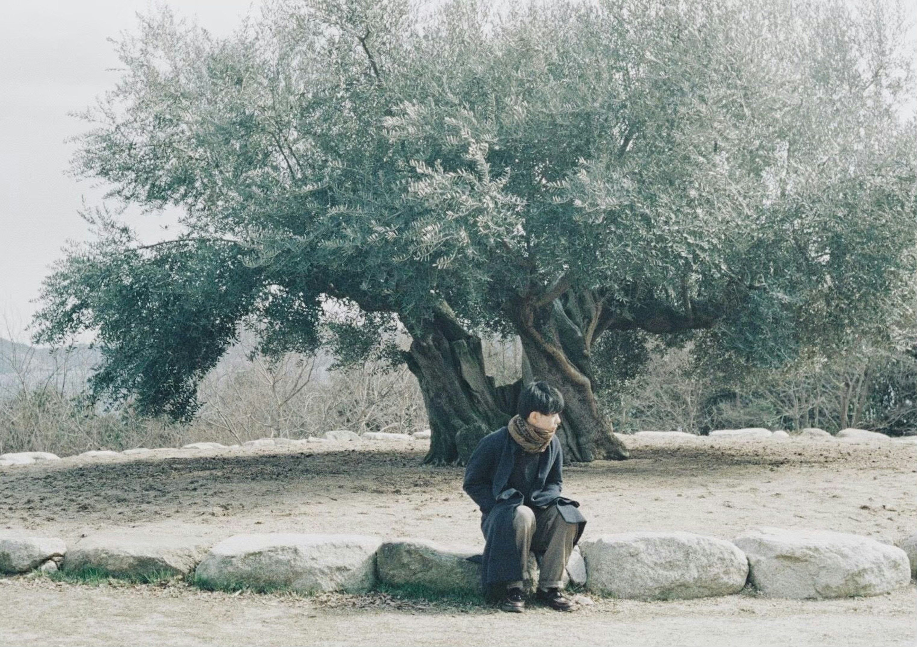 Une personne assise sous un grand olivier