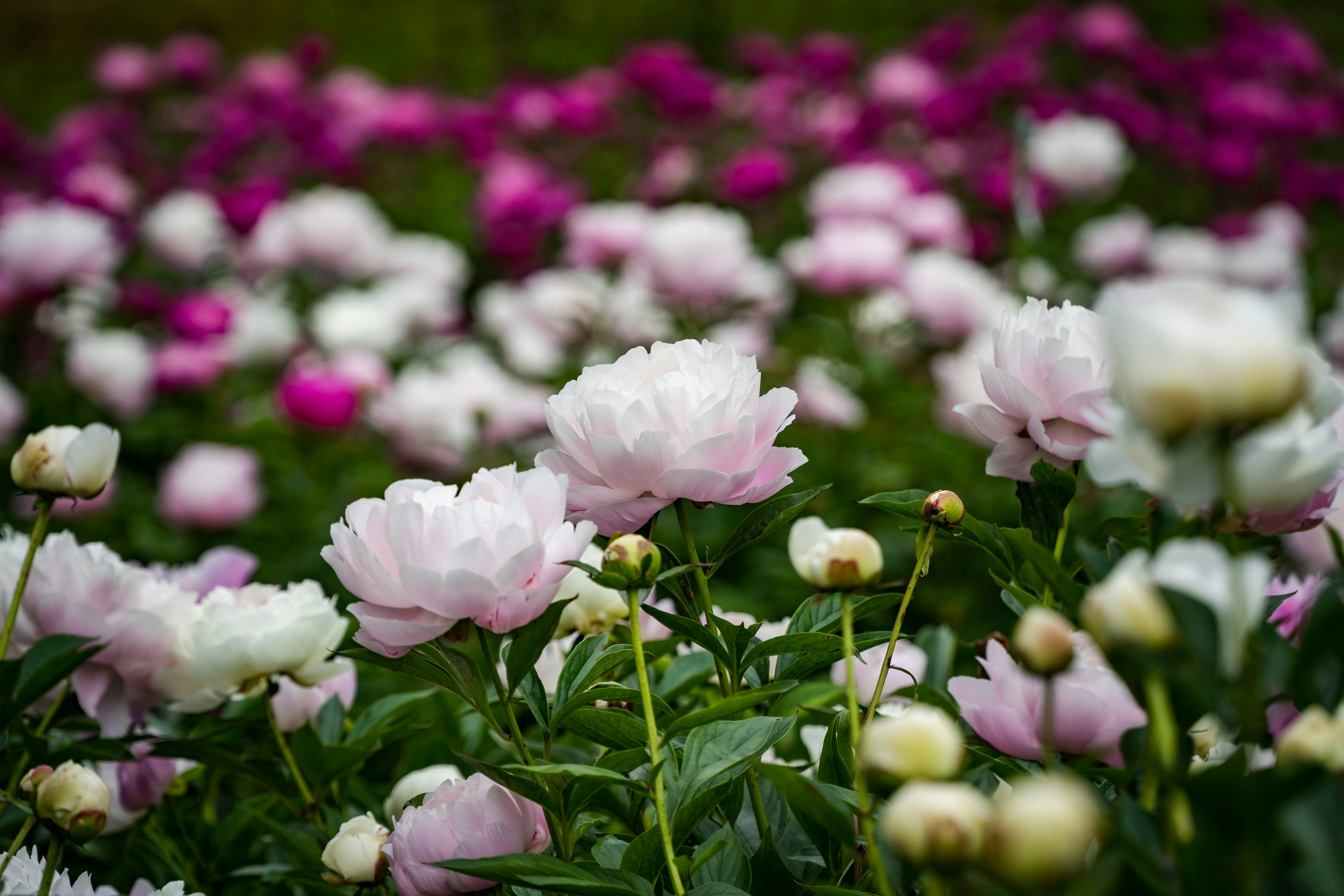 Un vibrante campo de flores de peonía en tonos de rosa y blanco con follaje verde exuberante