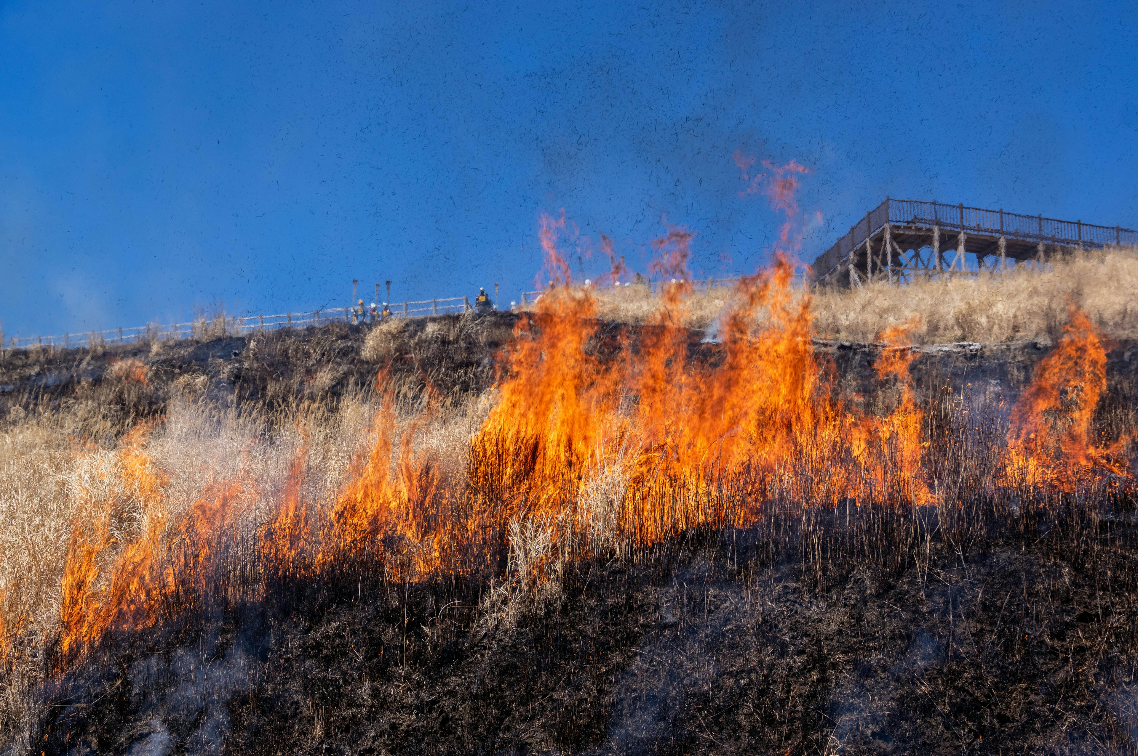 Brennendes Grasland mit Flammen und blauem Himmel