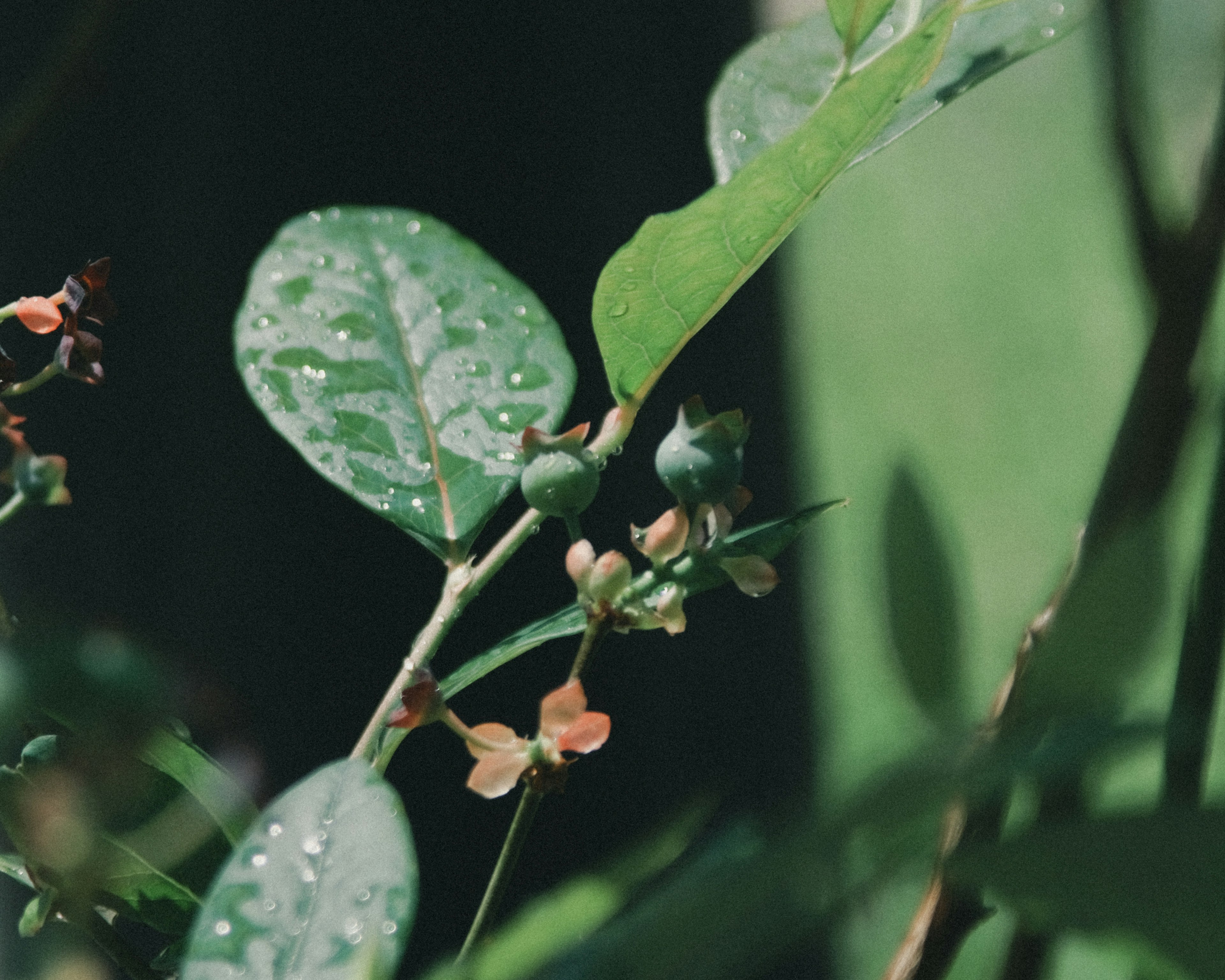 Primer plano de una planta con hojas verdes y gotas de agua