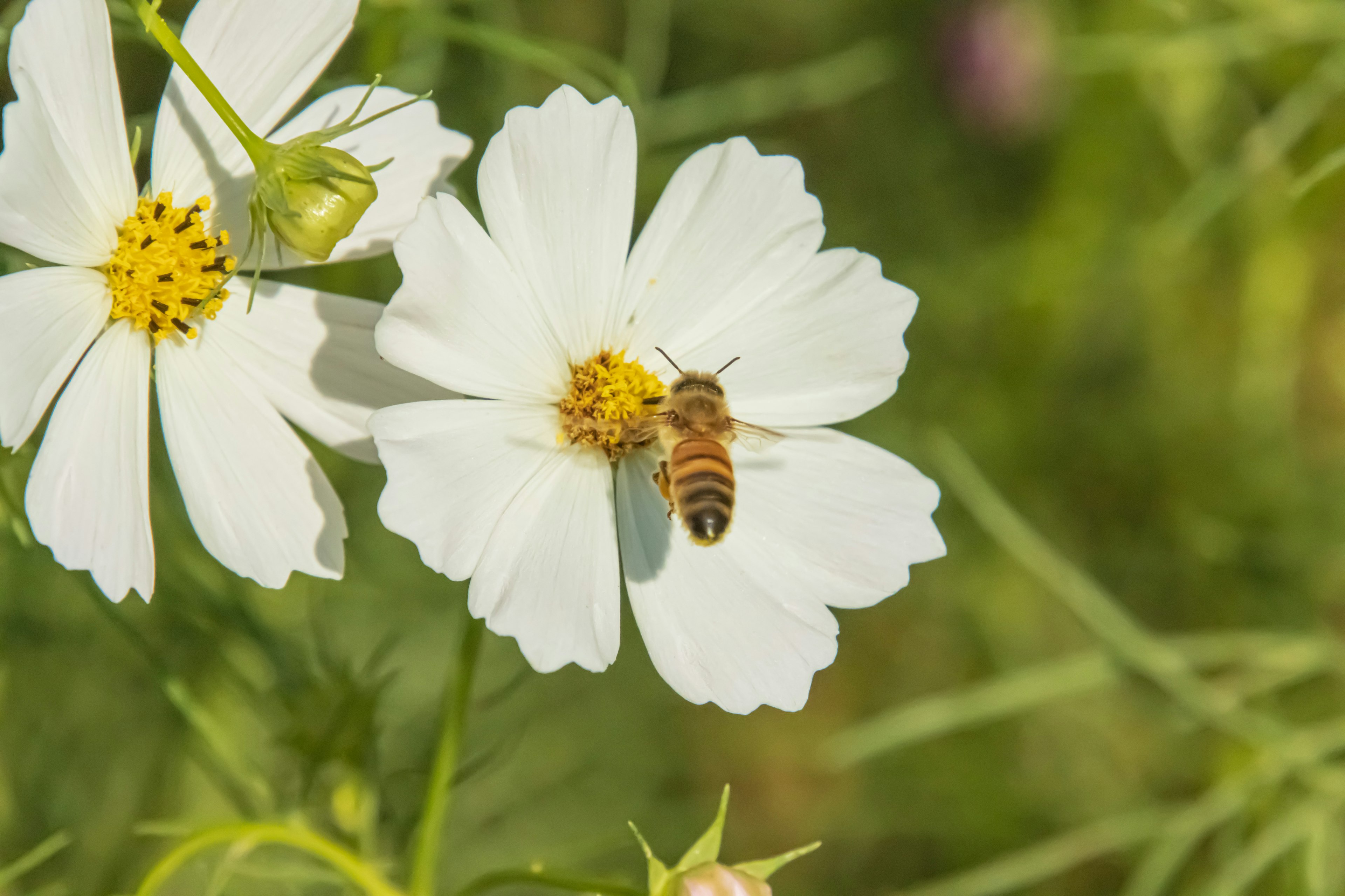 Primo piano di fiori di cosmos bianchi con un'ape che raccoglie nettare