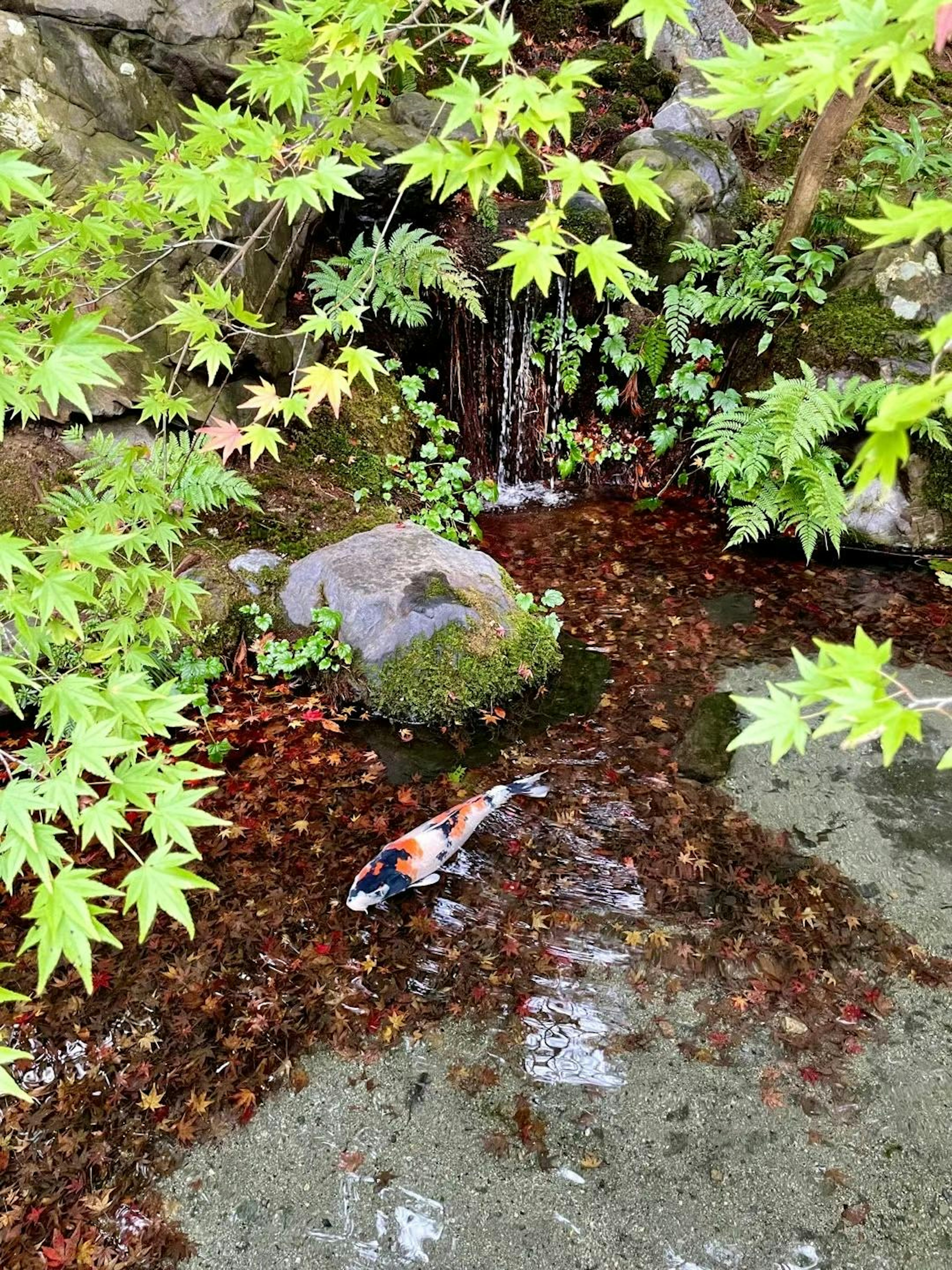 Koi swimming in a small pond surrounded by green leaves and a small waterfall