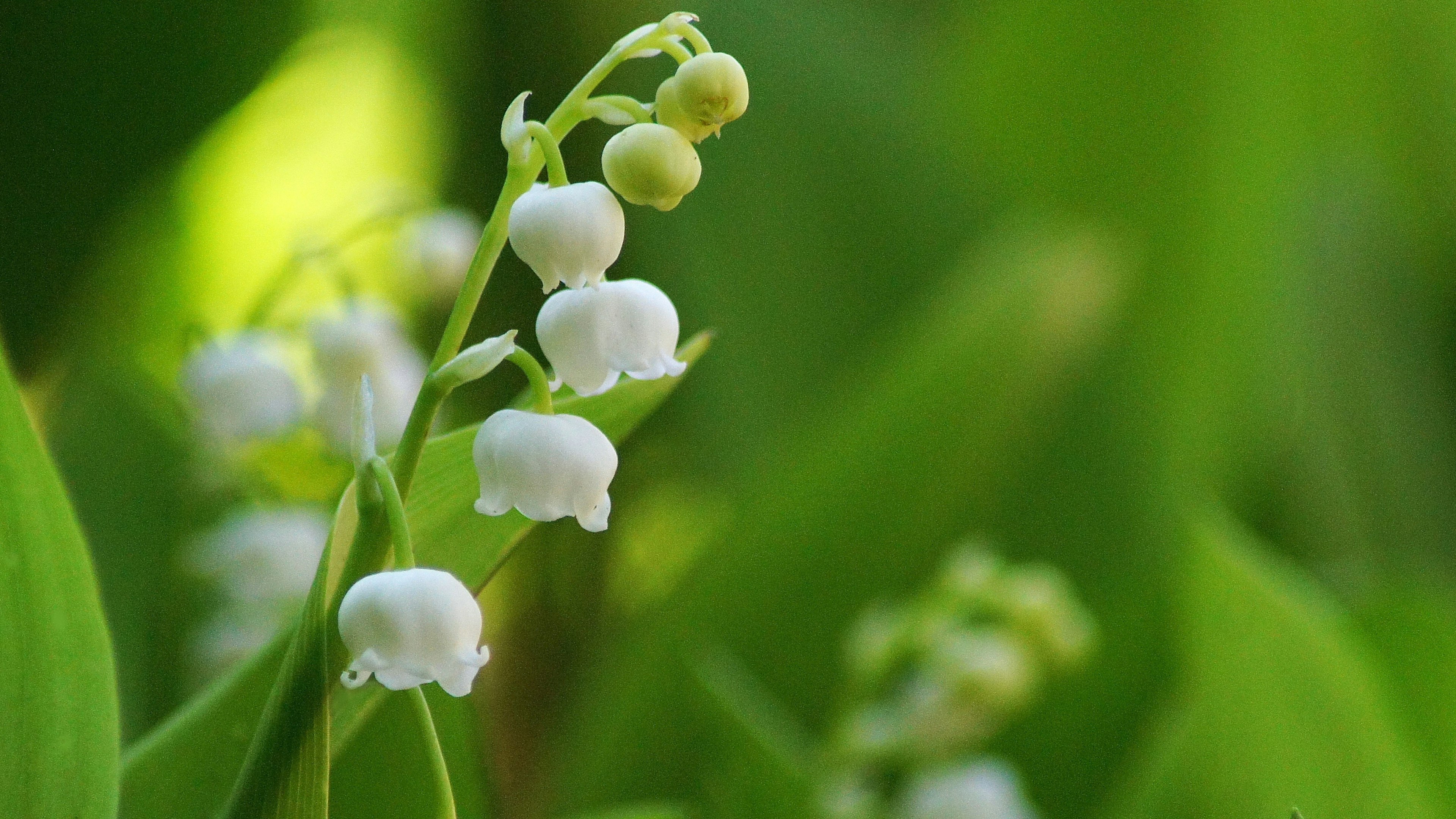 Cluster von weißen Maiglöckchen umgeben von grünen Blättern