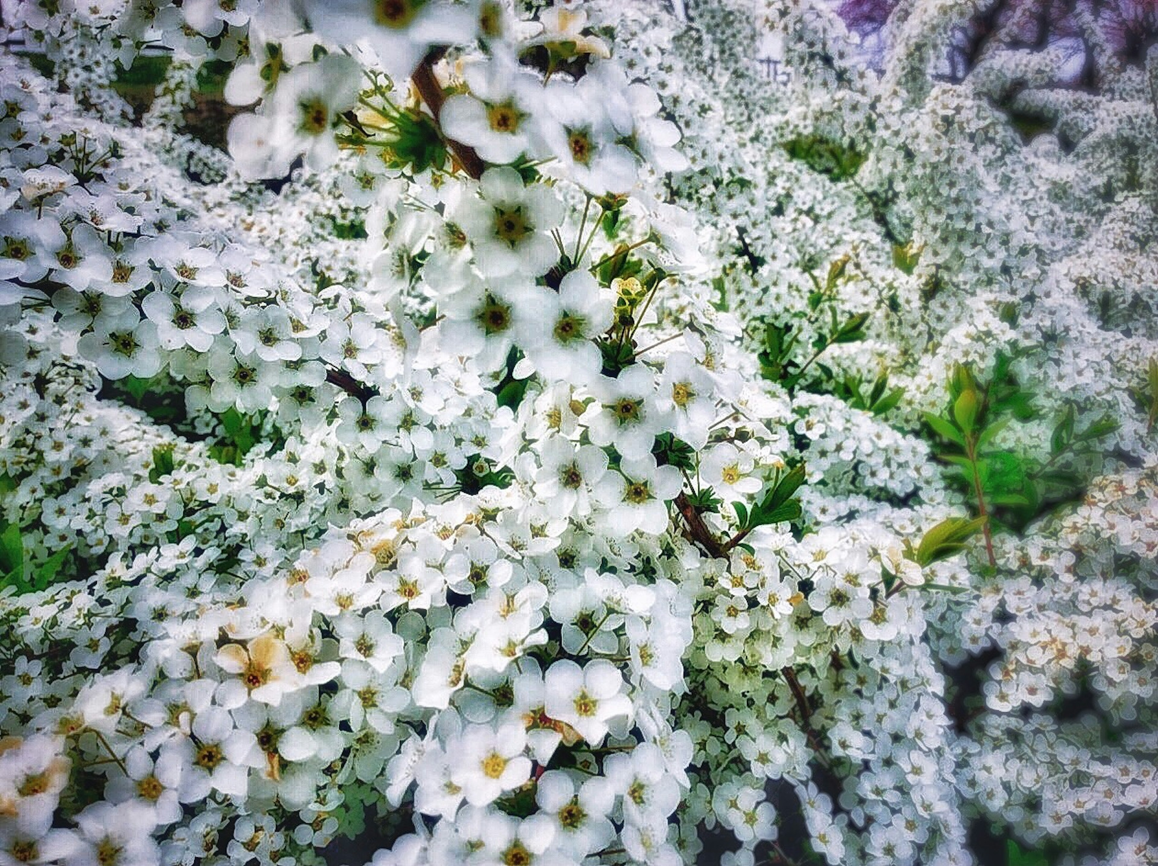 Acercamiento de una planta en plena floración con flores blancas