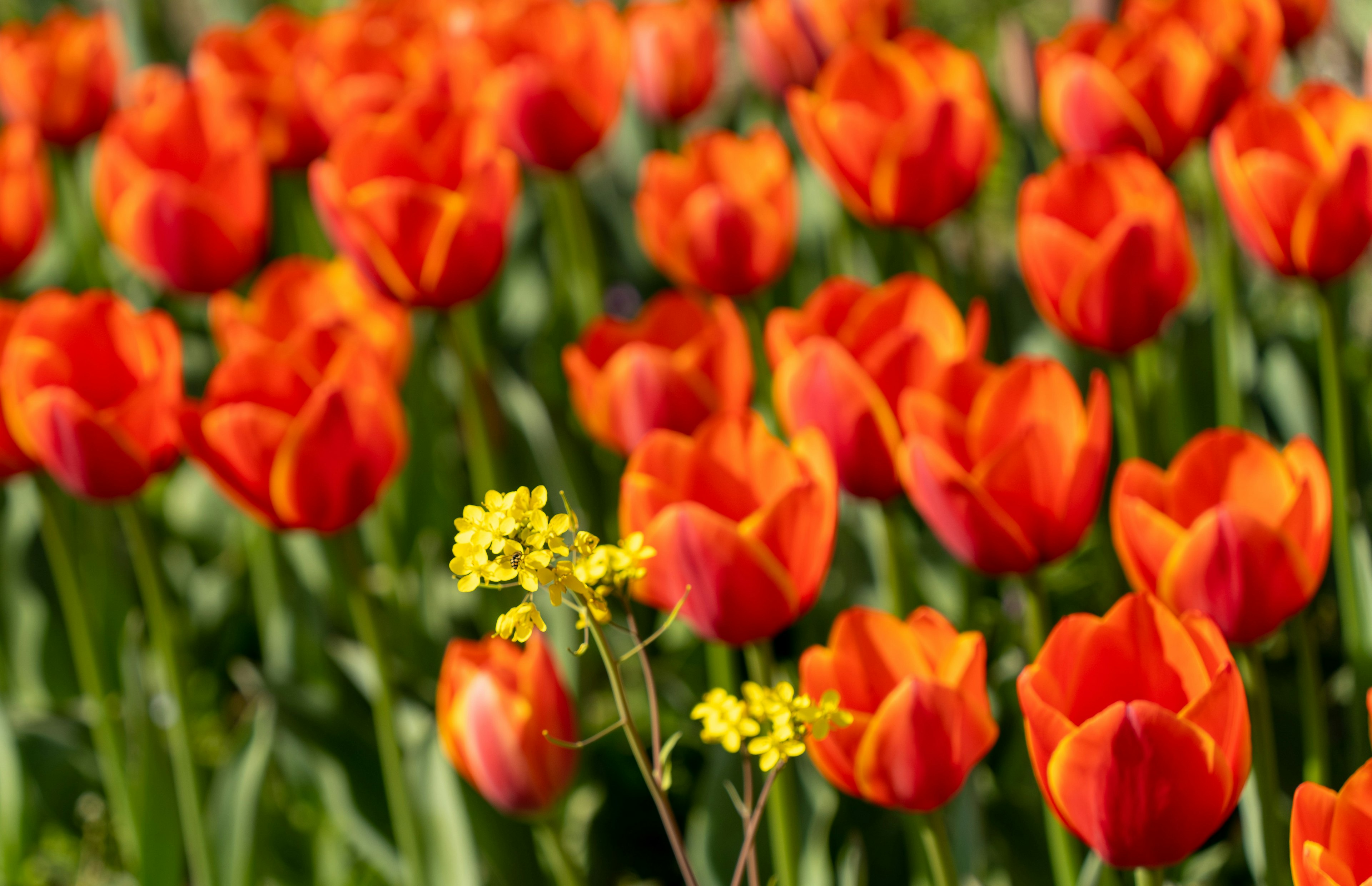 鮮やかなオレンジ色のチューリップの花と黄色い小さな花が咲いている風景