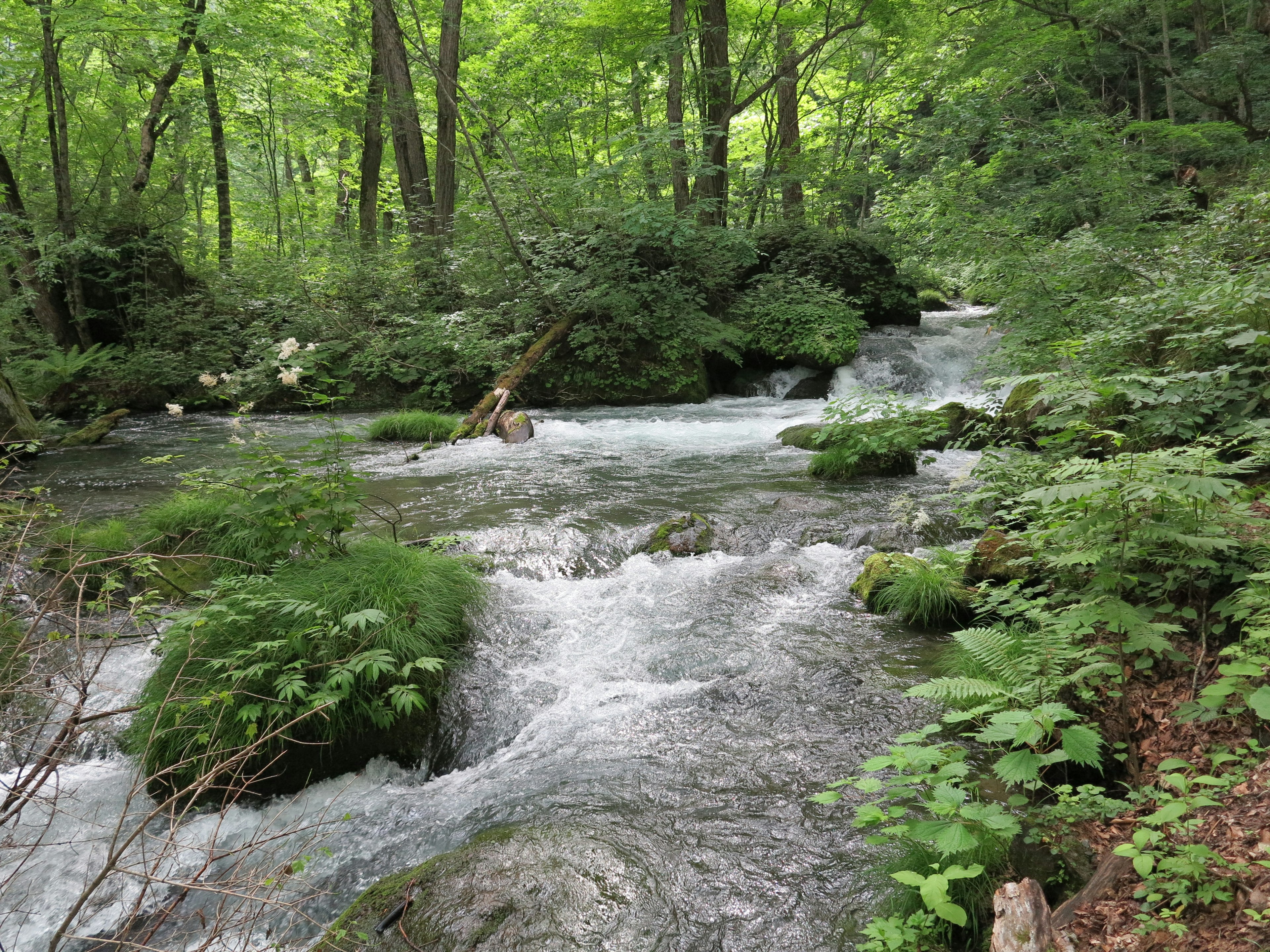 Scenic view of a flowing stream surrounded by lush green trees and mossy rocks