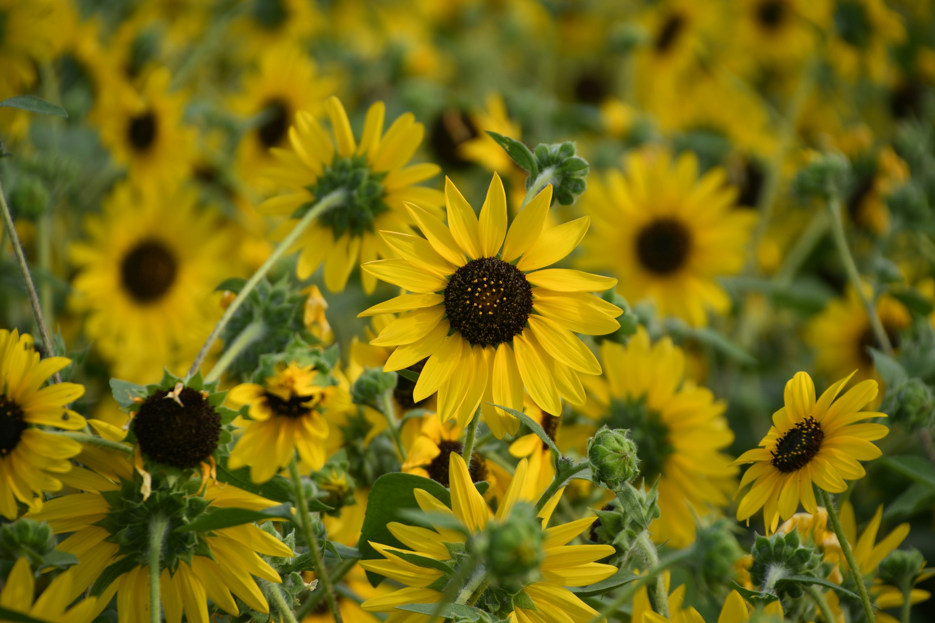 Un campo vibrante di girasoli in piena fioritura