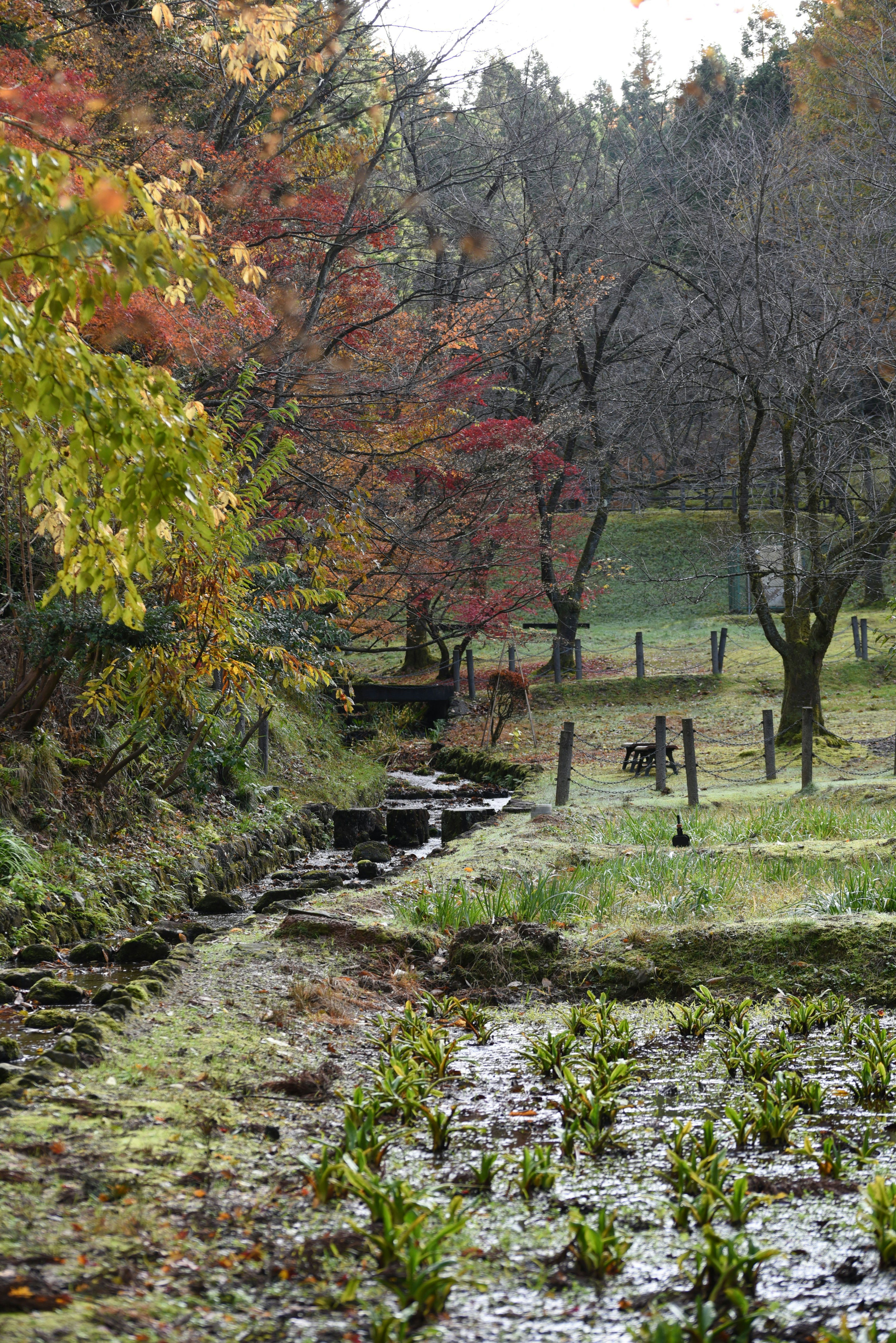 Eine ruhige Herbstlandschaft mit einem Bach und grünen Pflanzen