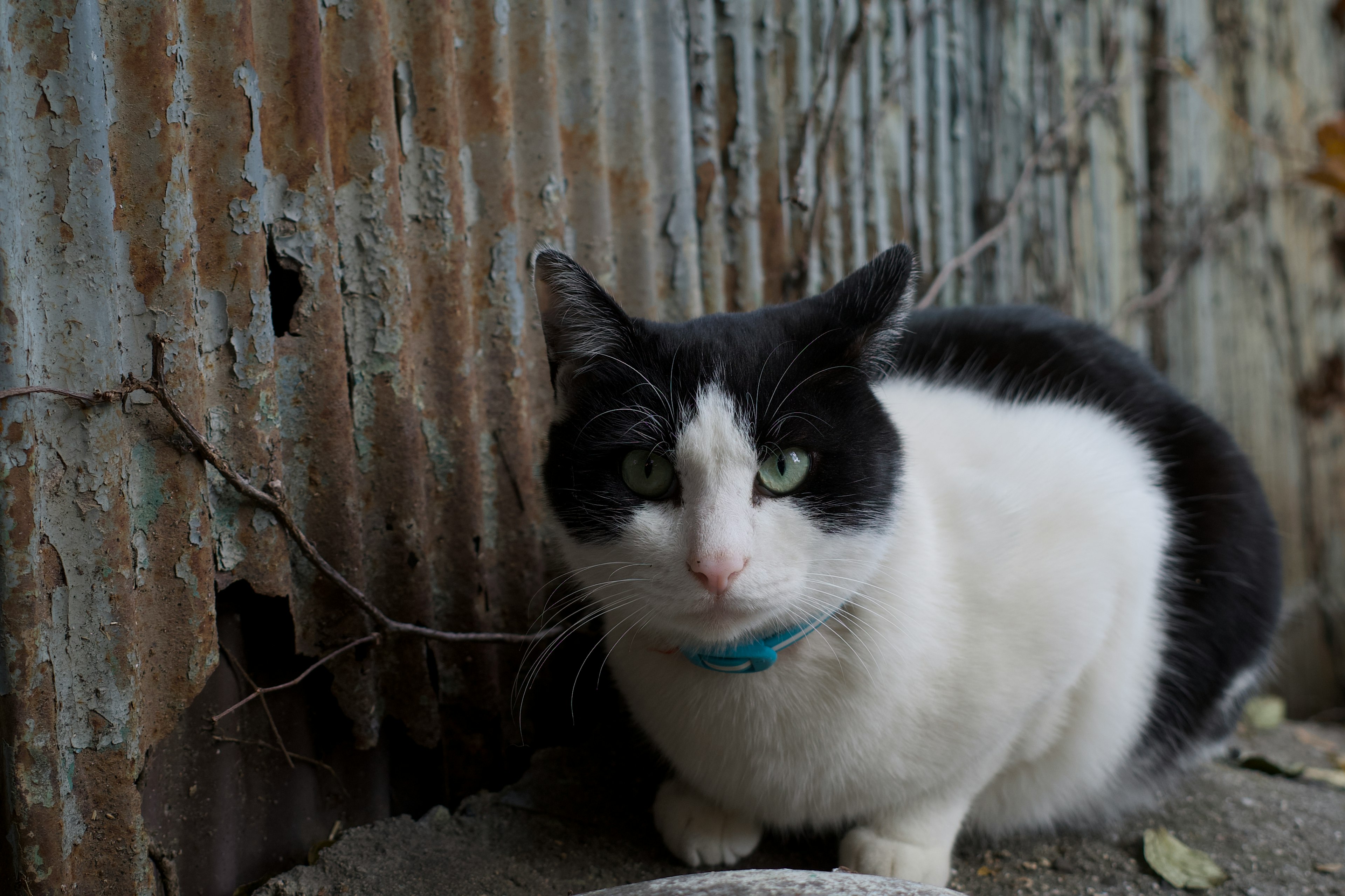 白と黒の猫が錆びた金属の壁の前に座っている