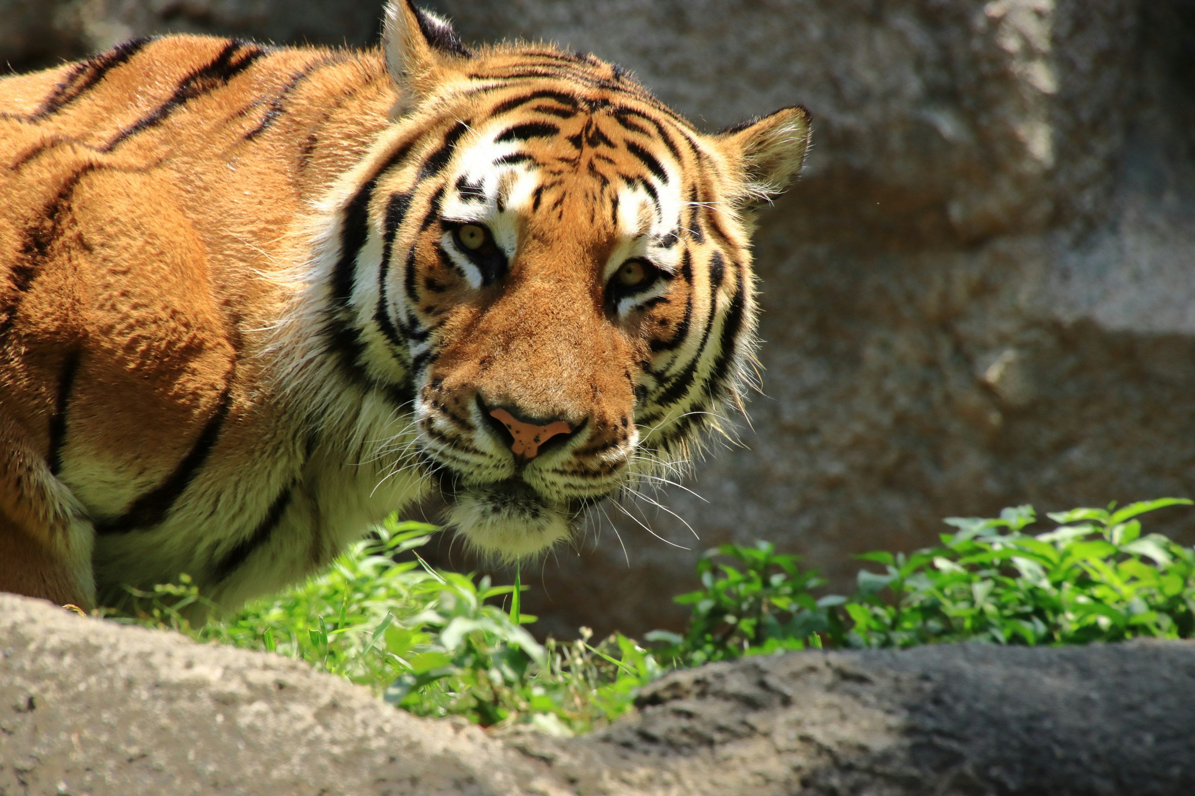 Ein Tiger mit orangefarbenem Fell und schwarzen Streifen ist zwischen grünen Pflanzen