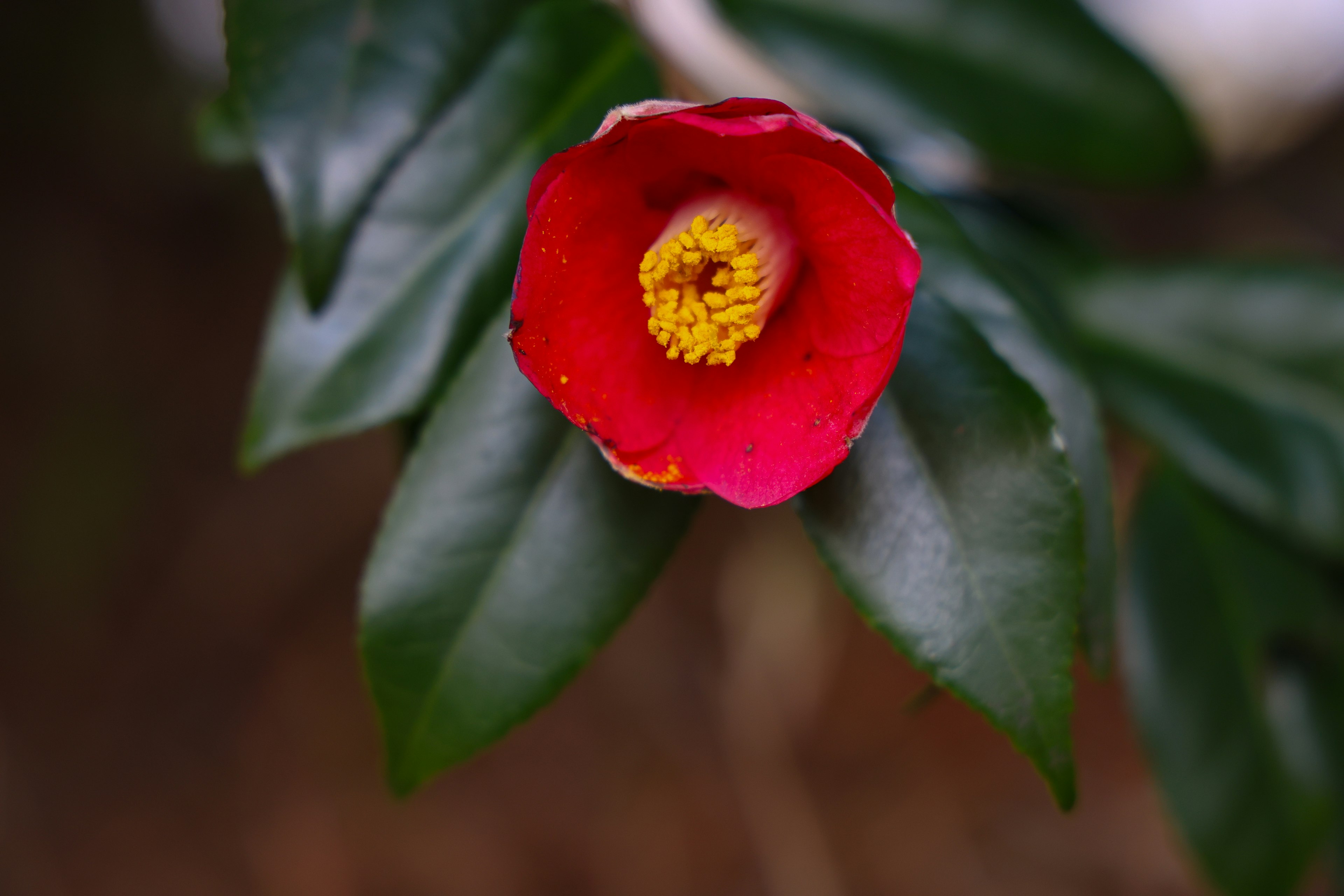 Bunga camelia merah cerah dengan benang sari kuning