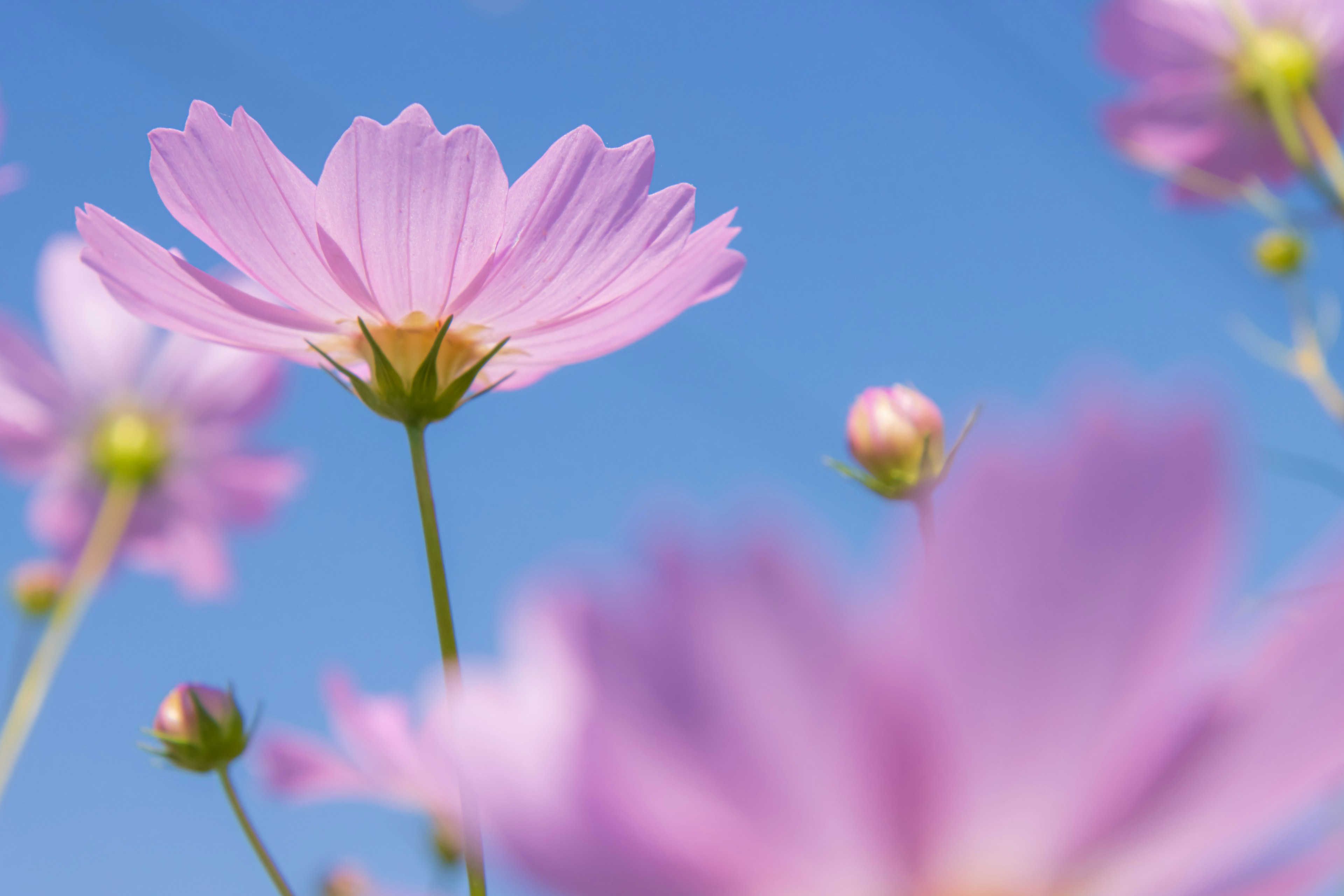 Bunga cosmos pink mekar di bawah langit biru