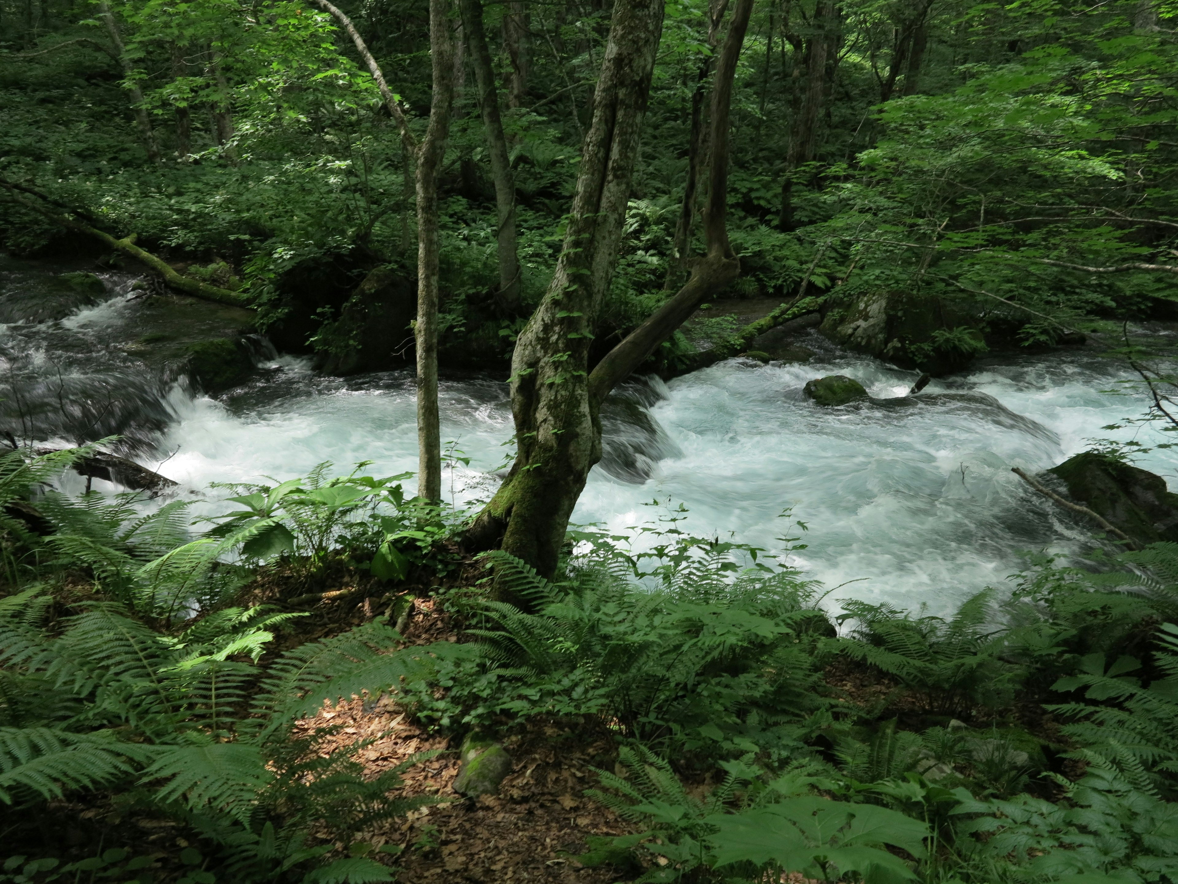 Flowing stream in a lush green forest with ferns