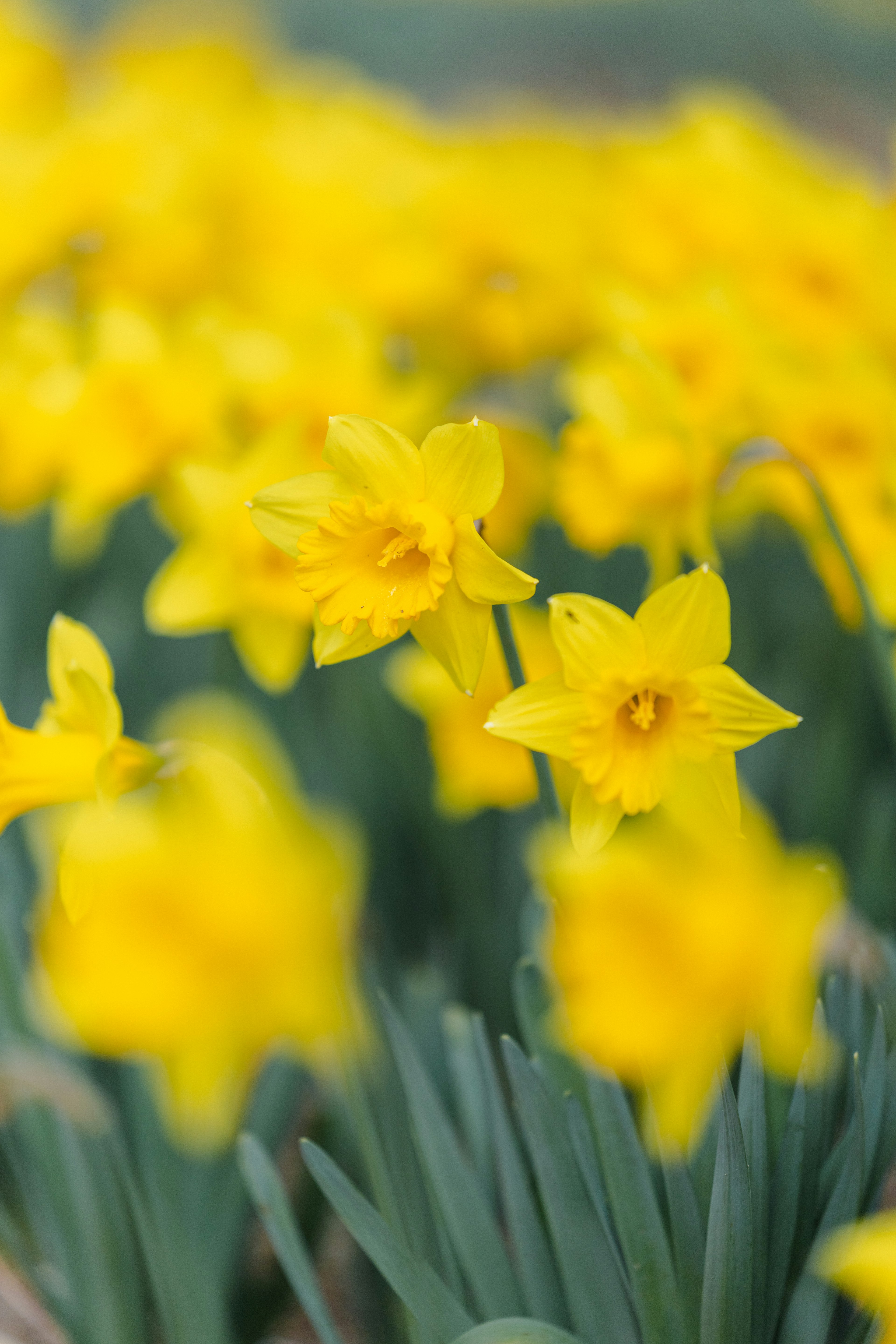 Feld mit leuchtend gelben Narzissen in Blüte