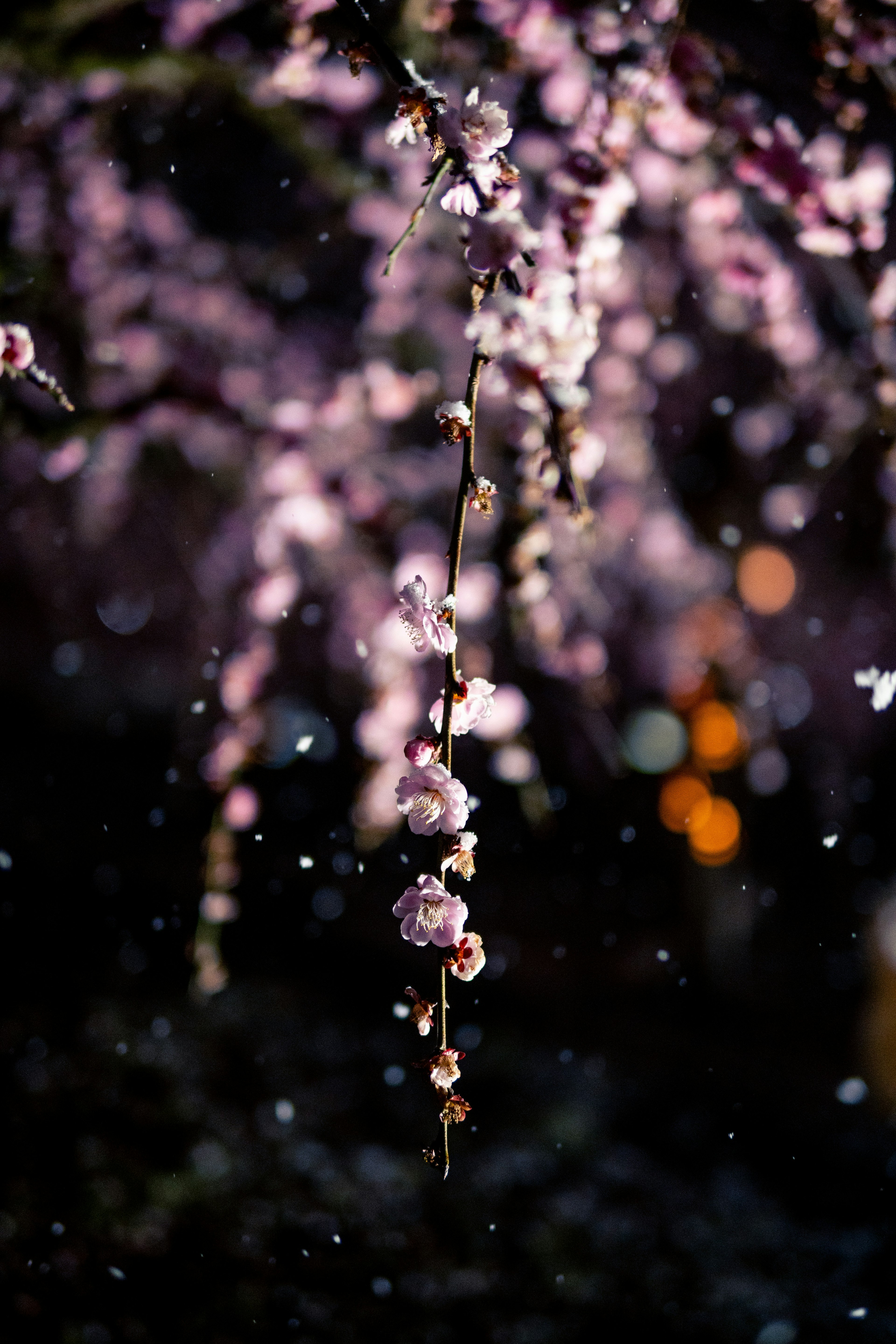 Ein Ast mit rosa Blüten, der im Schnee schwingt