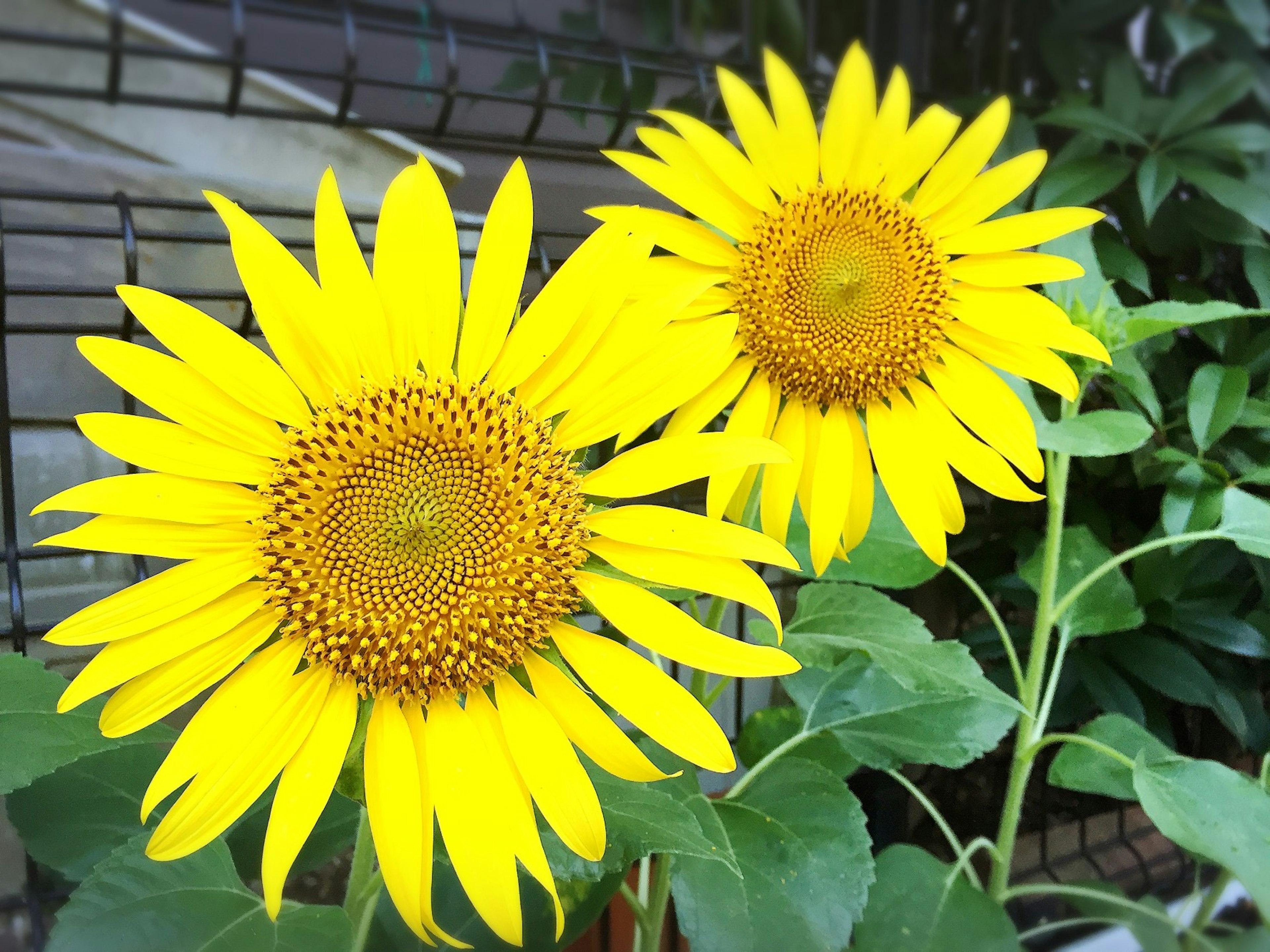 Two vibrant sunflowers surrounded by green leaves