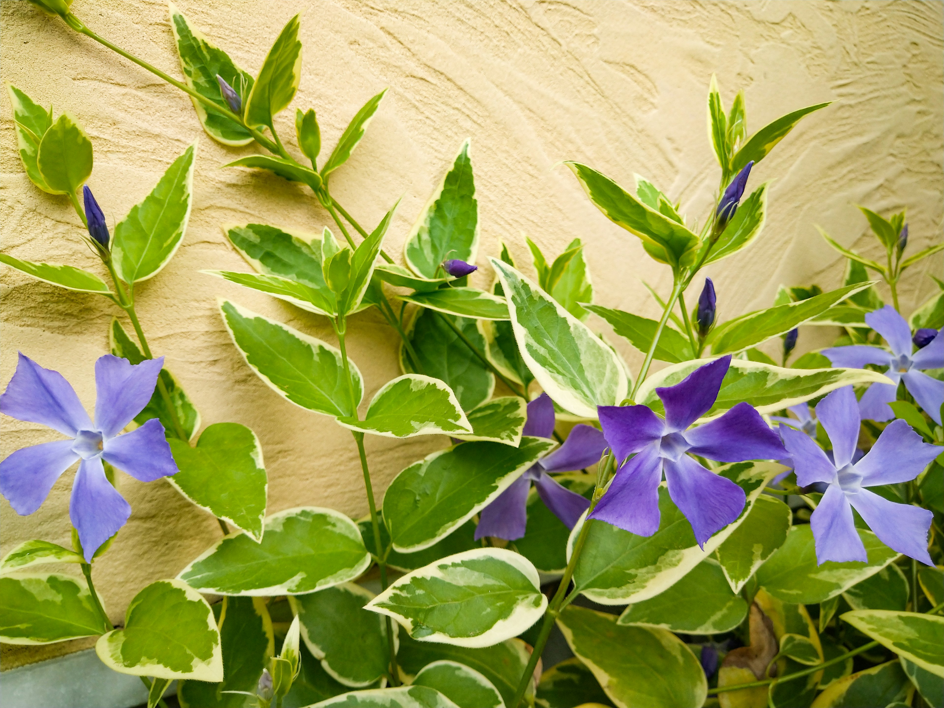 Primer plano de una planta con hojas verdes y flores moradas