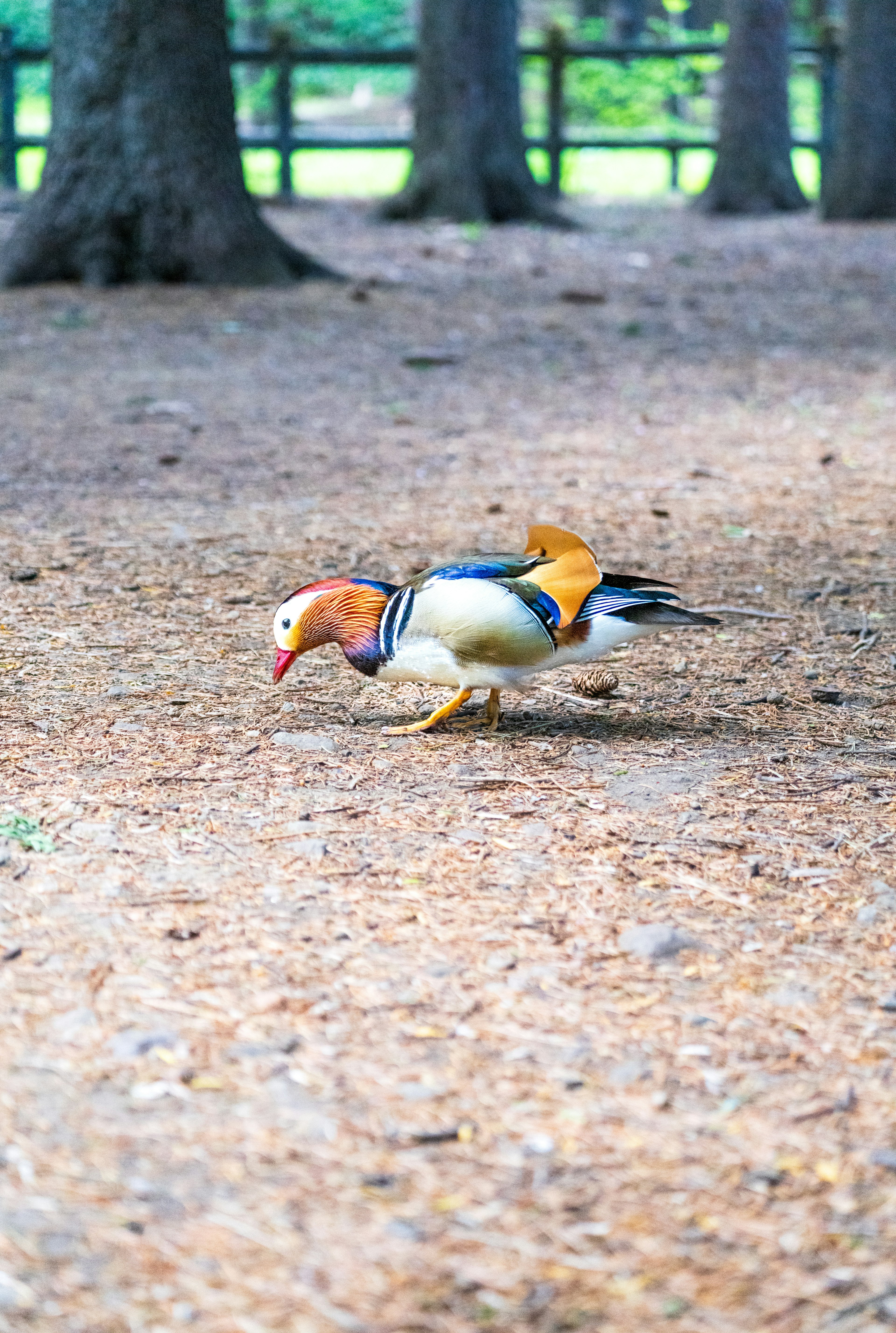 Burung berwarna-warni berjalan di tanah