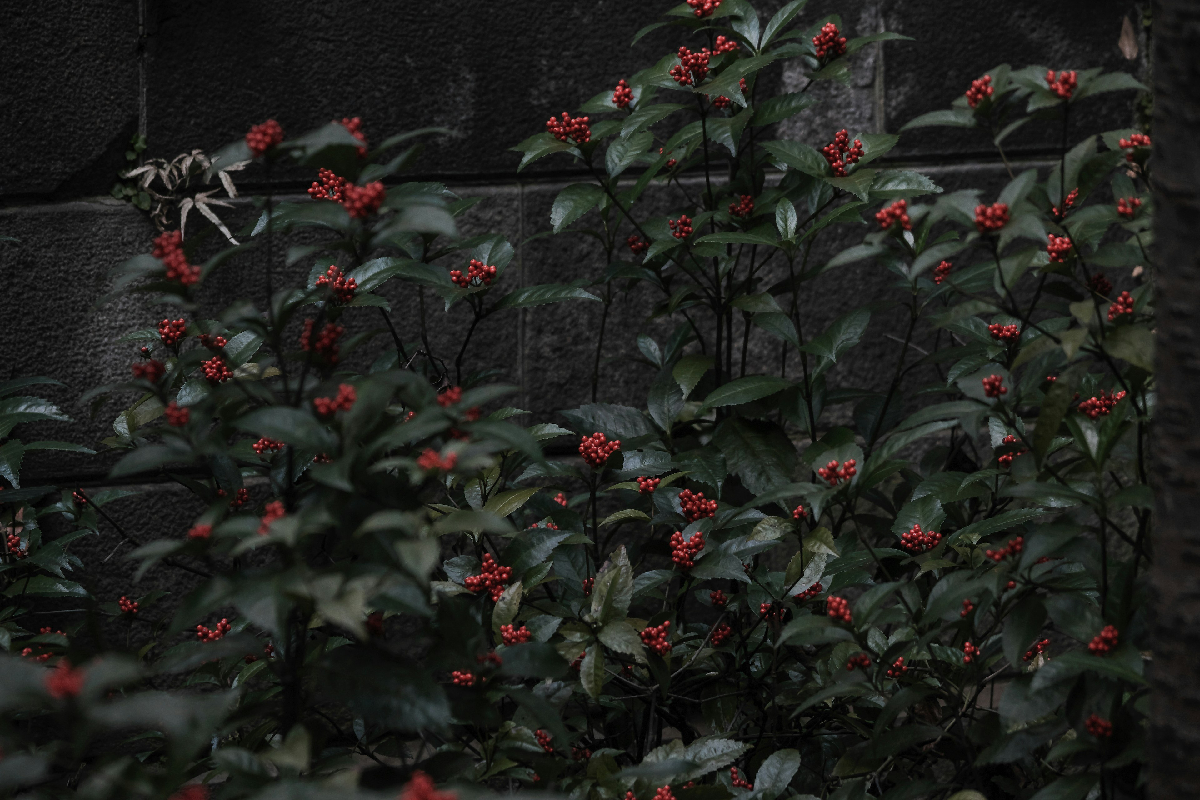 Un grupo de plantas verdes con flores rojas contra un fondo oscuro