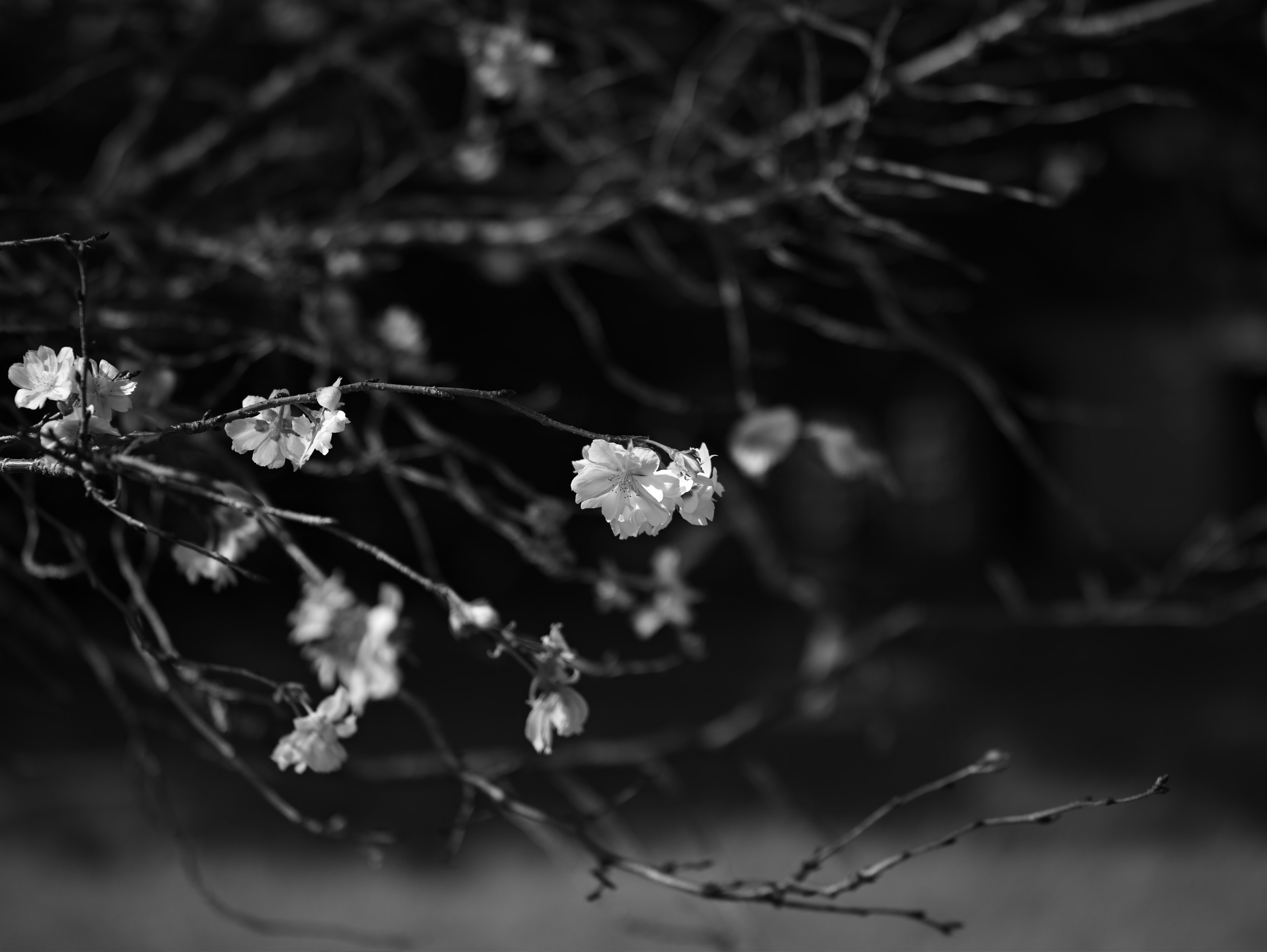 Imagen en blanco y negro de flores de cerezo en ramas