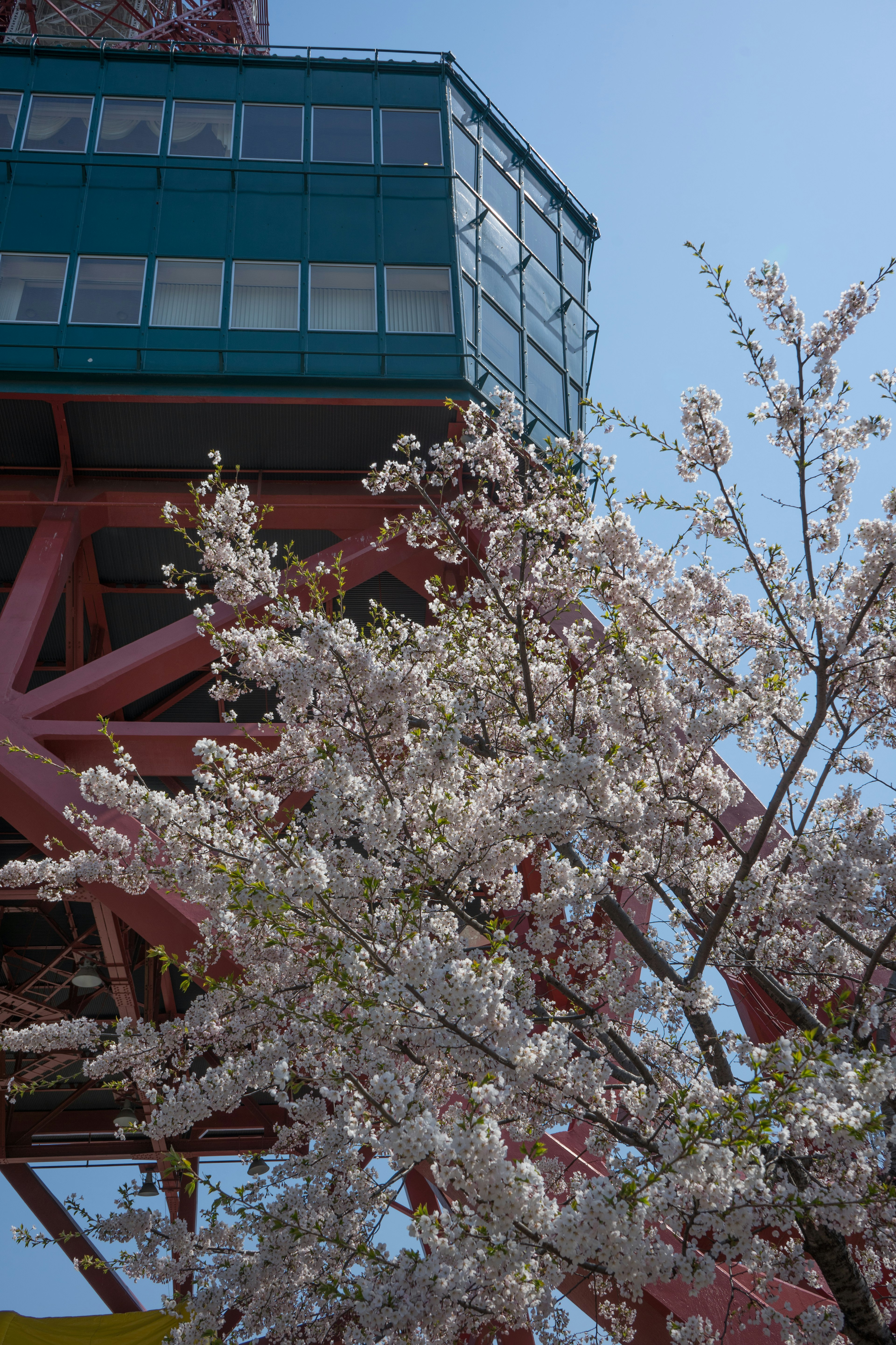 Beautiful contrast of cherry blossoms and tower