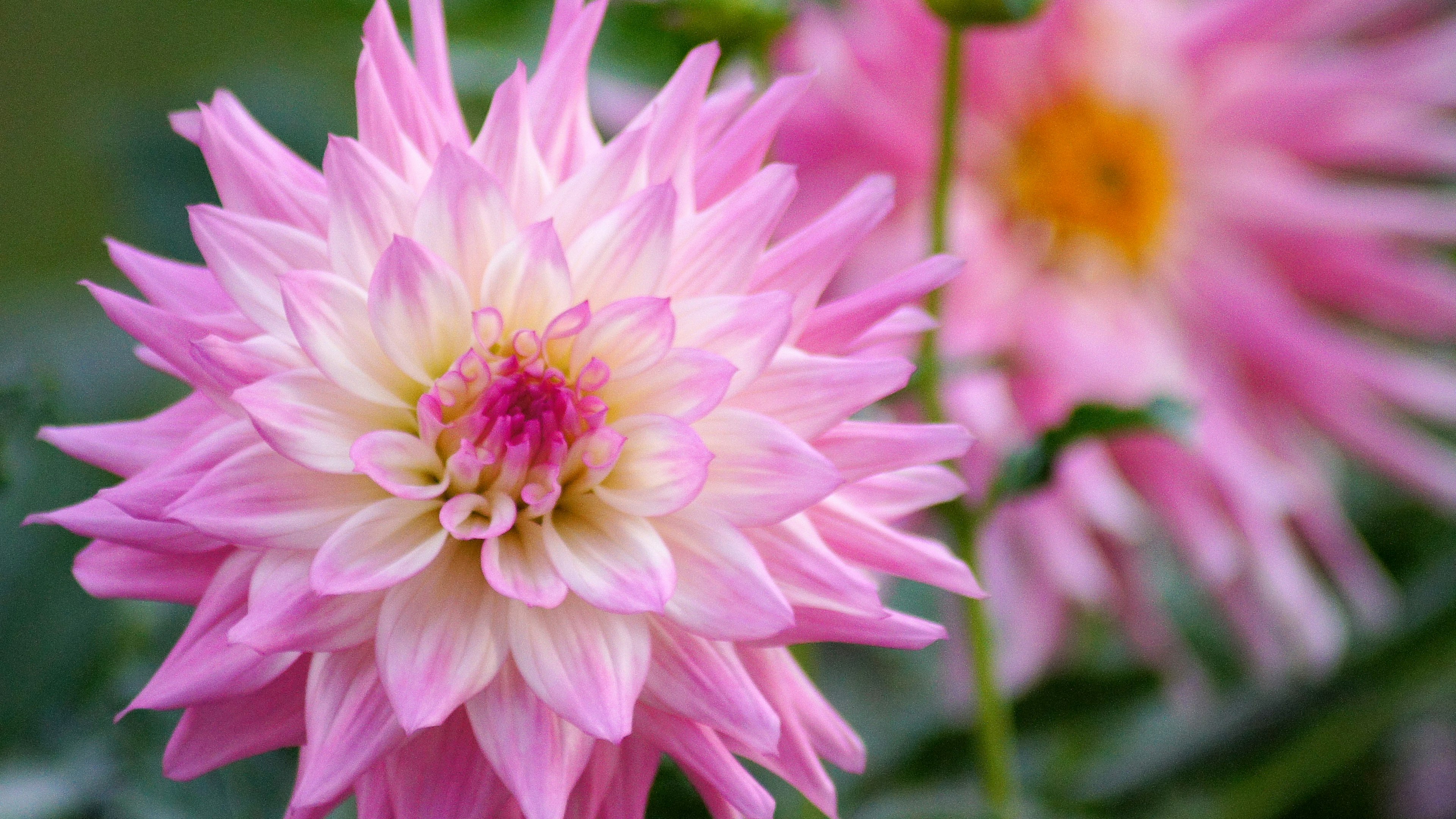 Beautiful pink dahlia flowers with a backdrop of yellow blooms