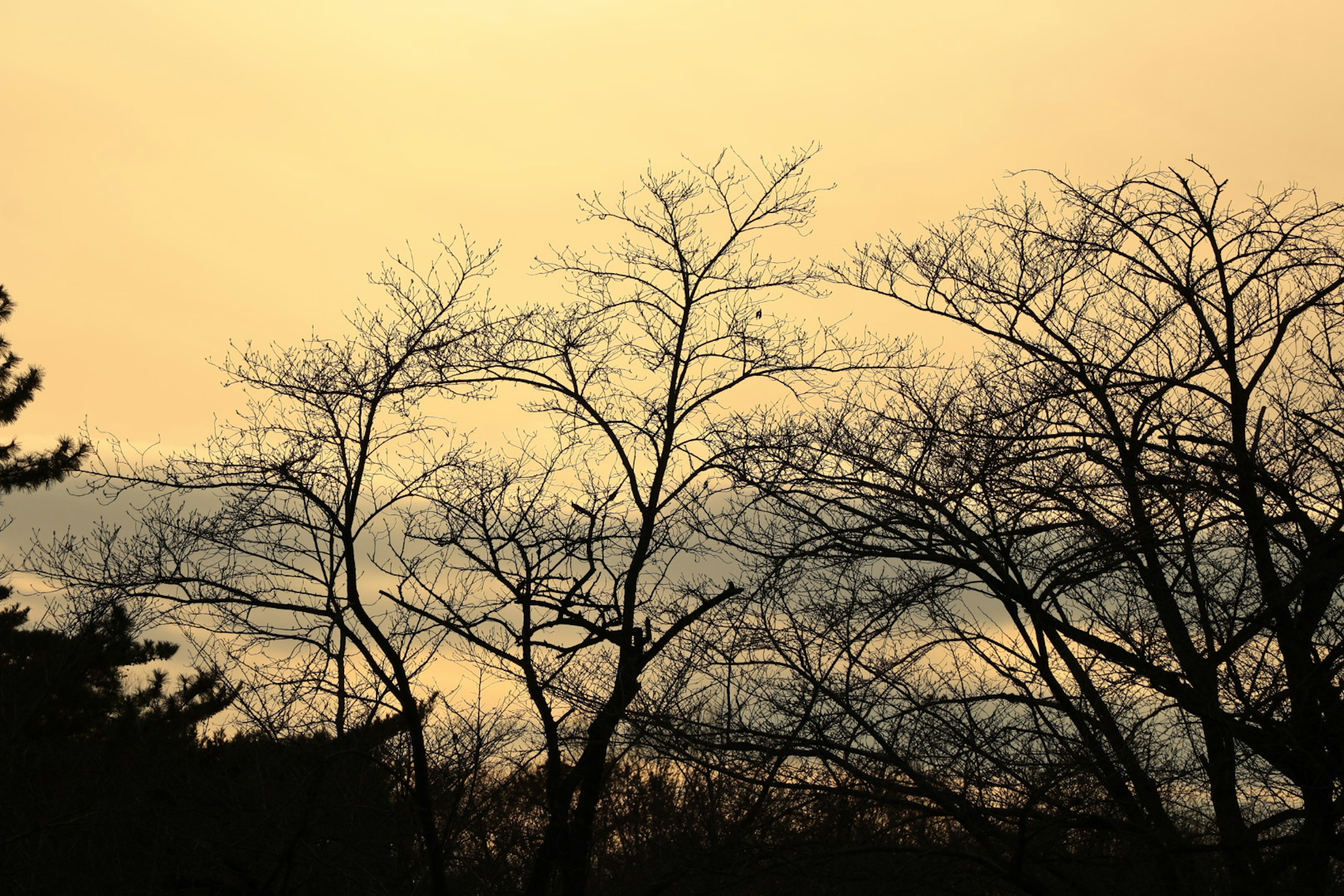 Silhouette of bare trees against a twilight sky