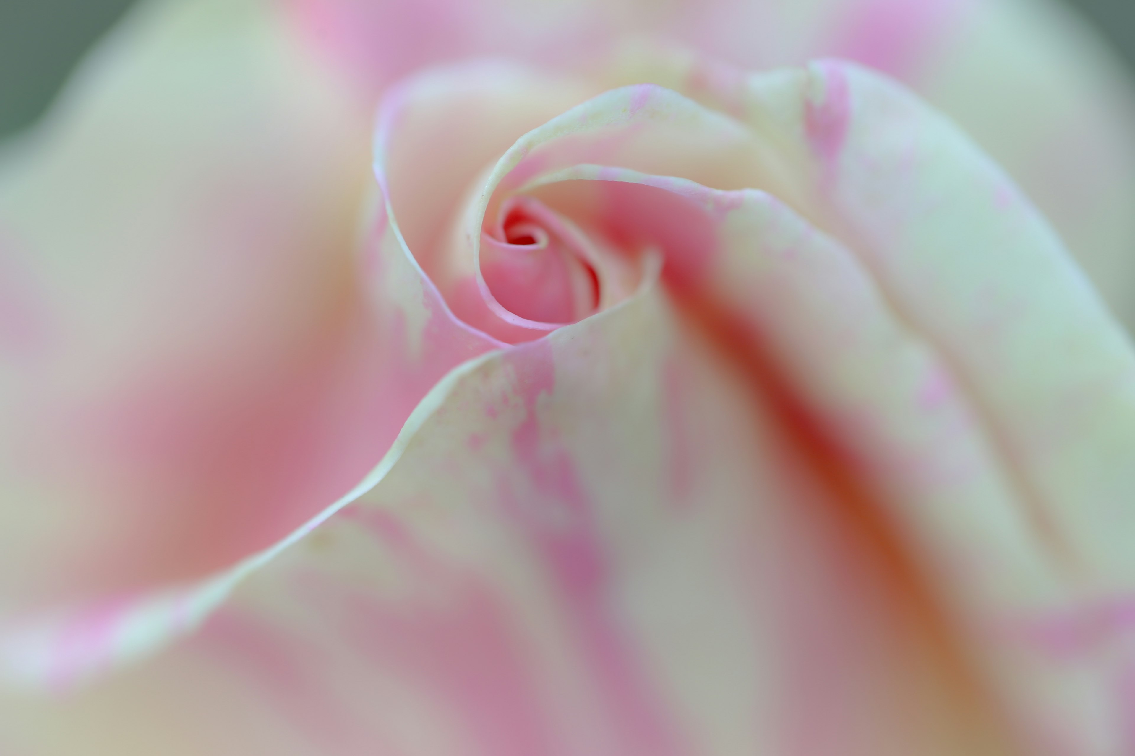 Close-up of a soft pink rose petal with intricate swirling shape