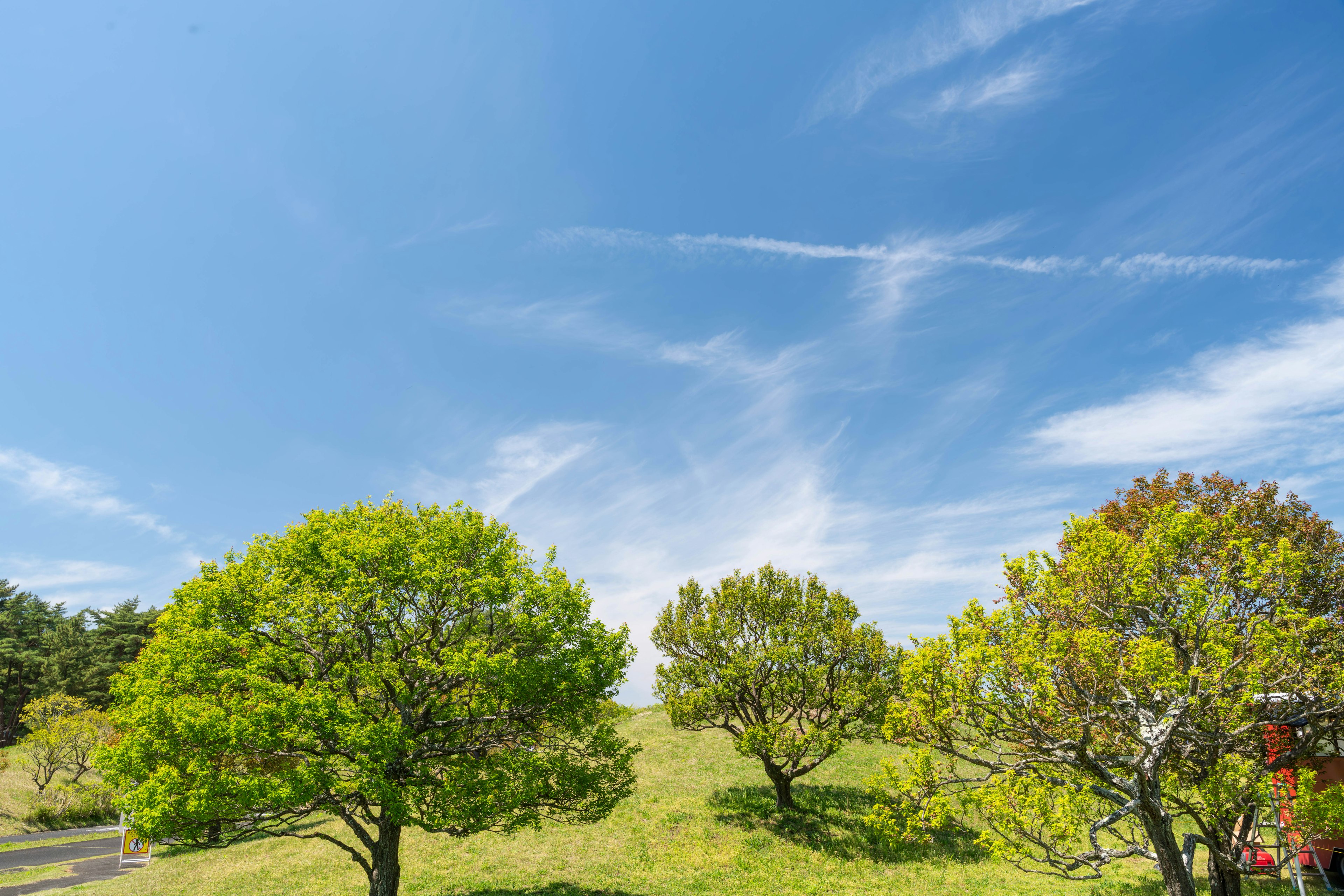 A landscape featuring green trees under a blue sky