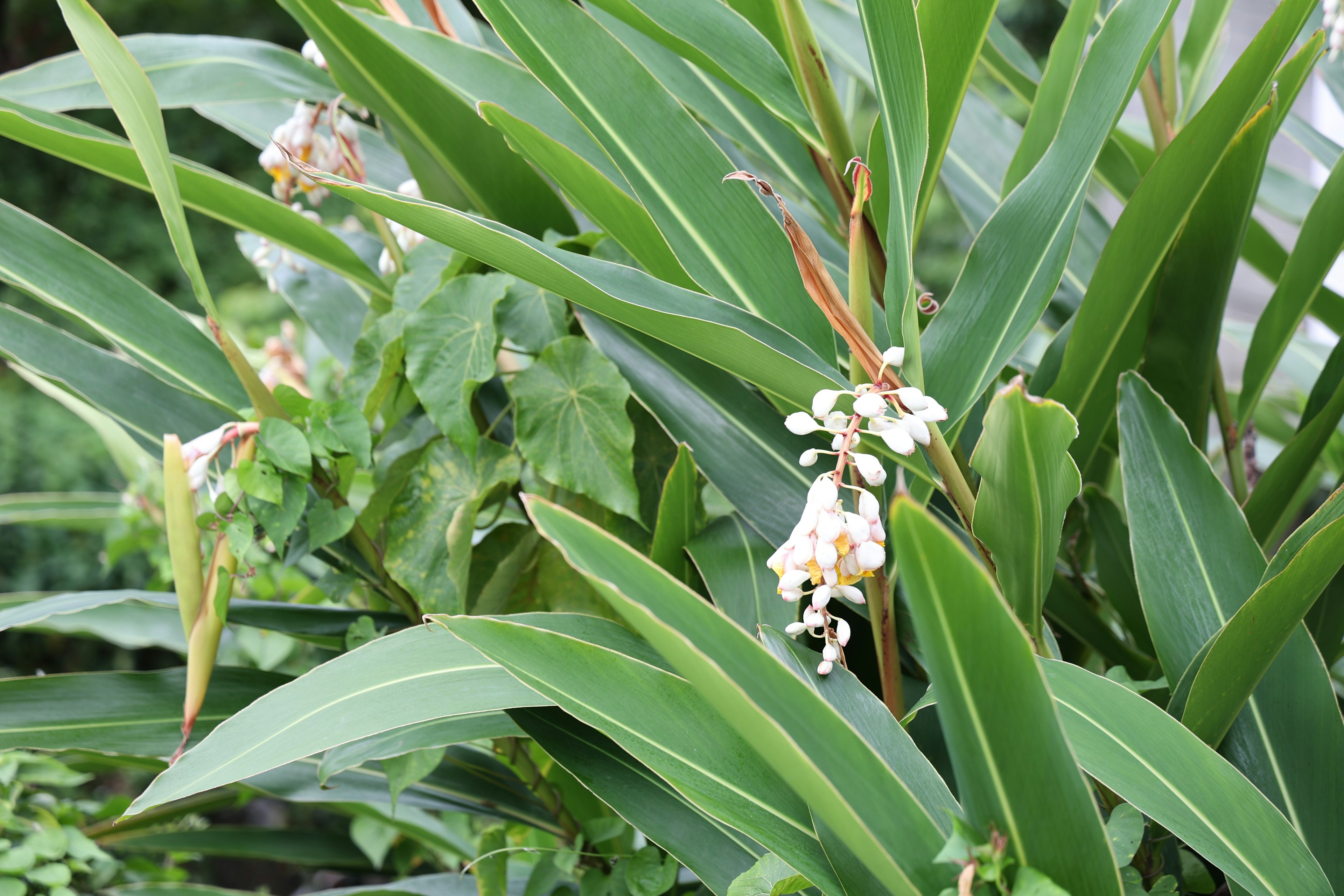 Gros plan d'une plante avec des feuilles vertes et des fleurs blanches