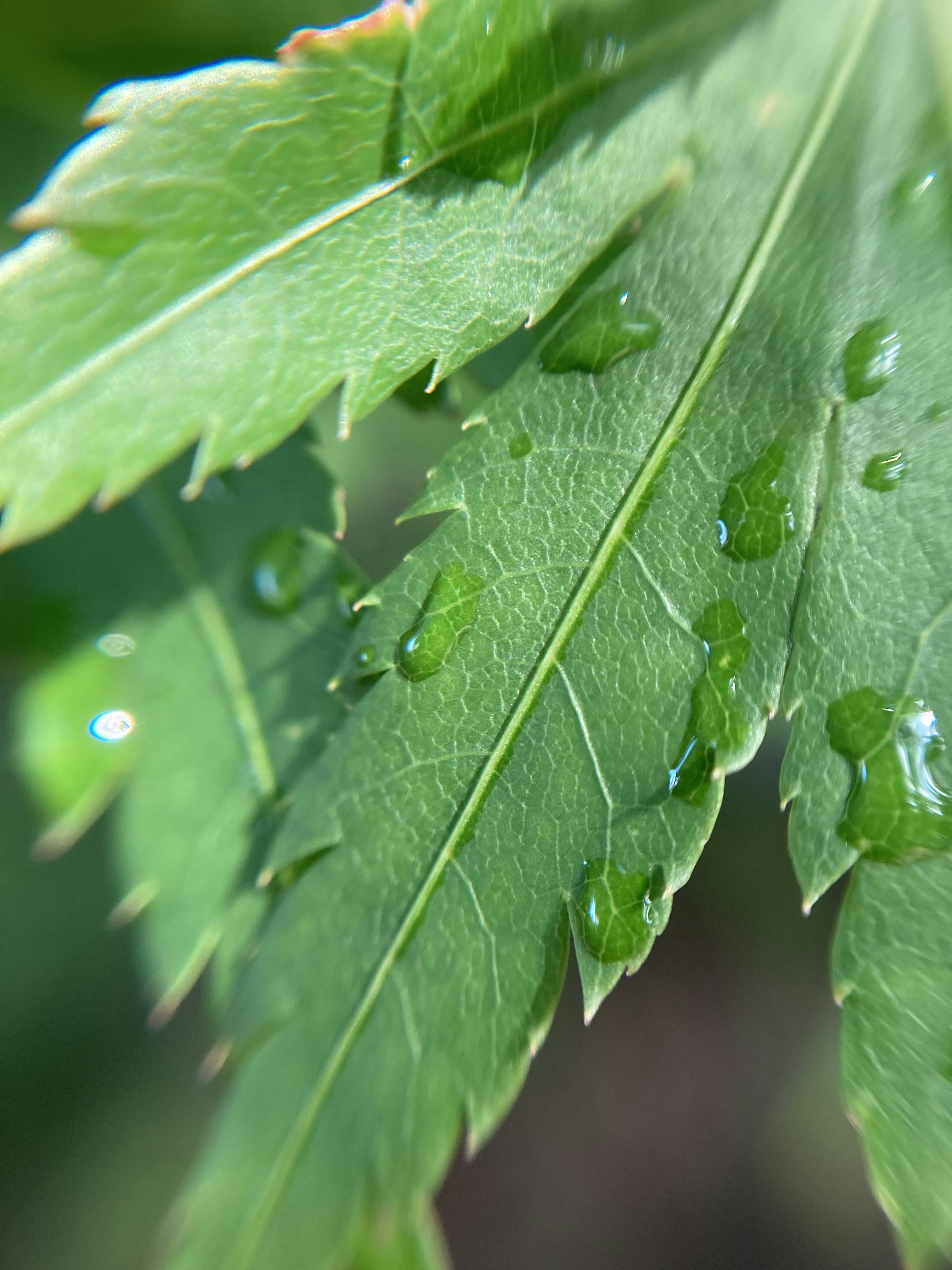 Close-up image of green leaf with water droplets