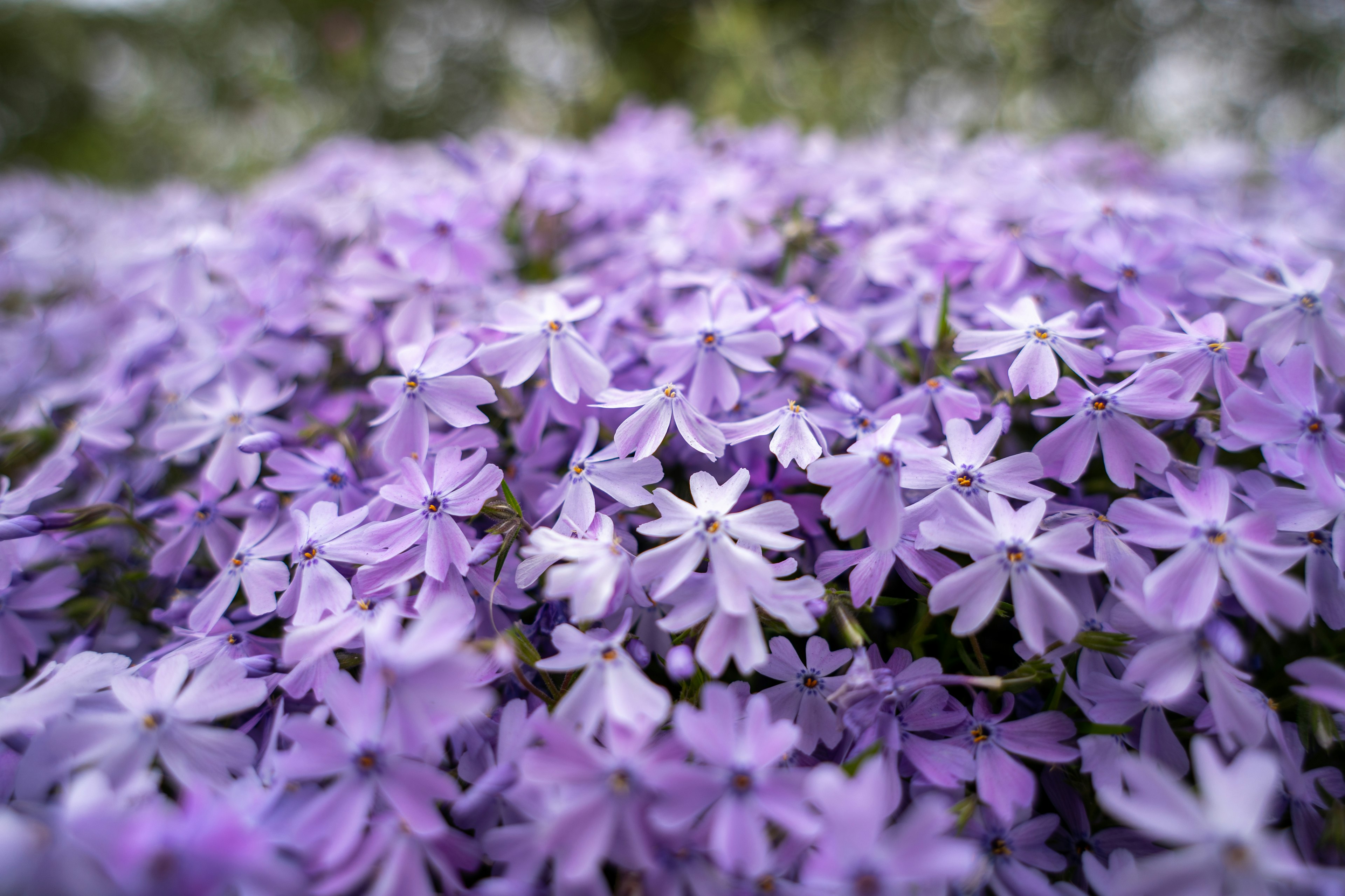 Nahaufnahme eines lebhaften Clusters von lila Blumen