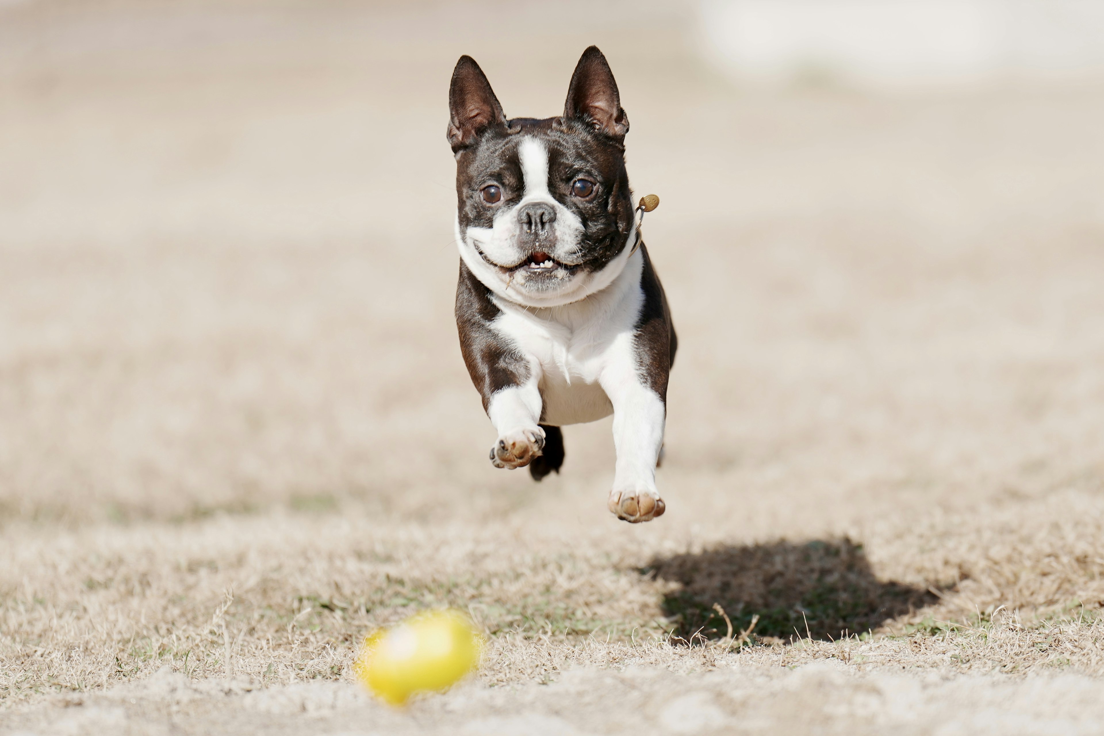 Dog jumping to catch a ball in a grassy field