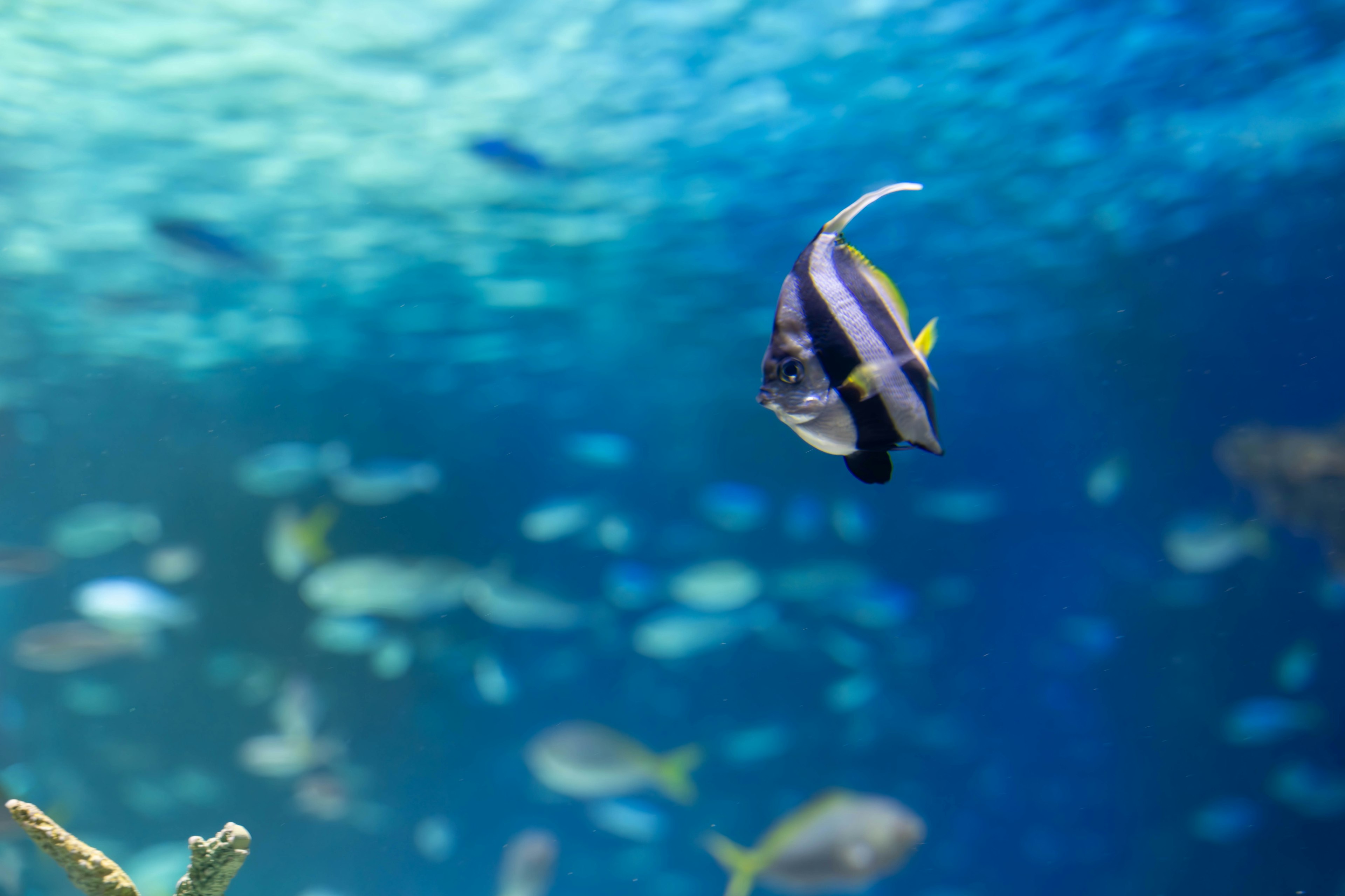 青い海の中を泳ぐ魚の群れと一匹のカラフルな魚